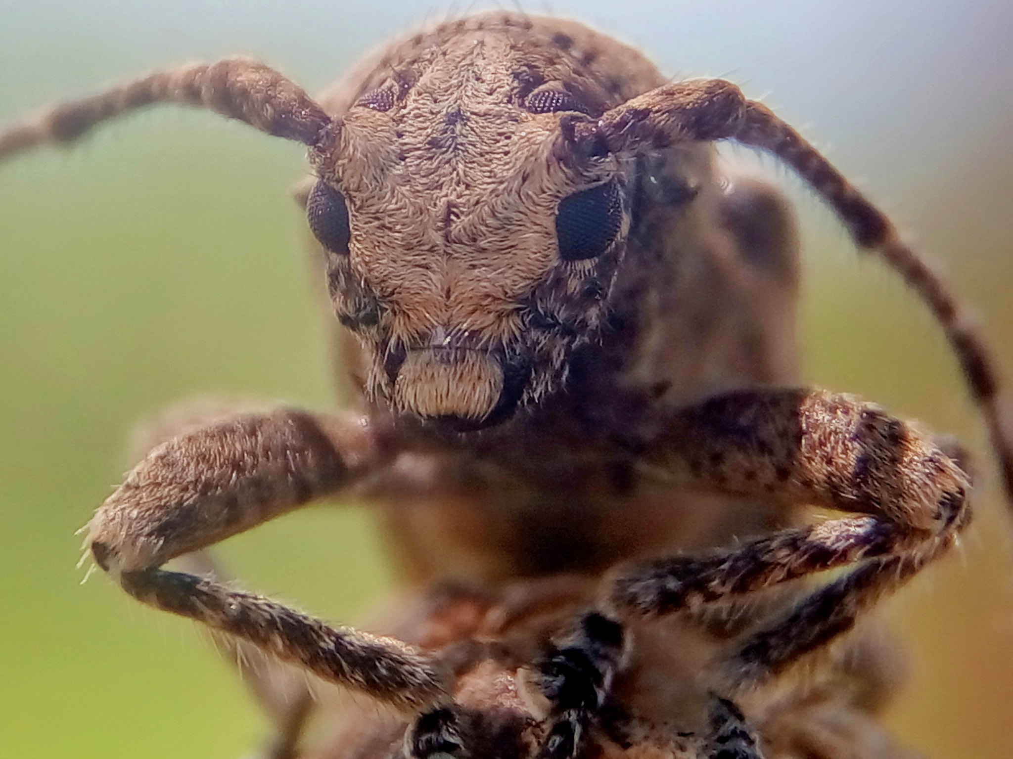 Meizu m2 sample photo. Long horn beetle photography