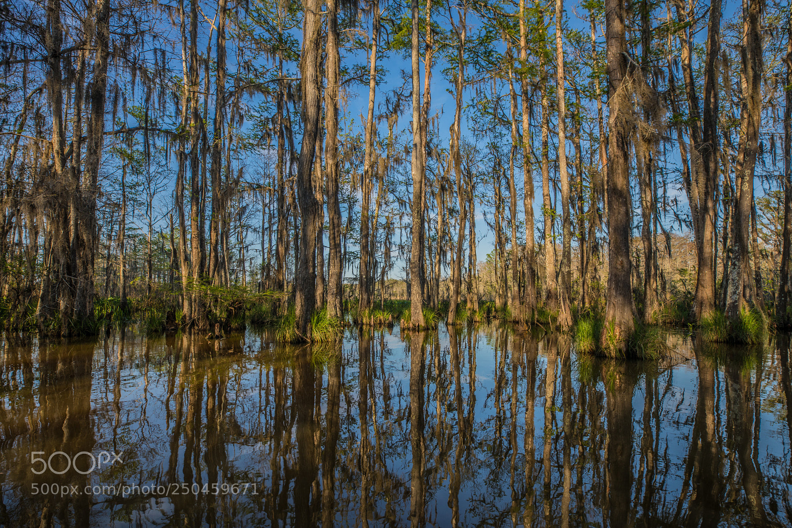 Canon EOS 5D Mark IV sample photo. Into the marsh photography