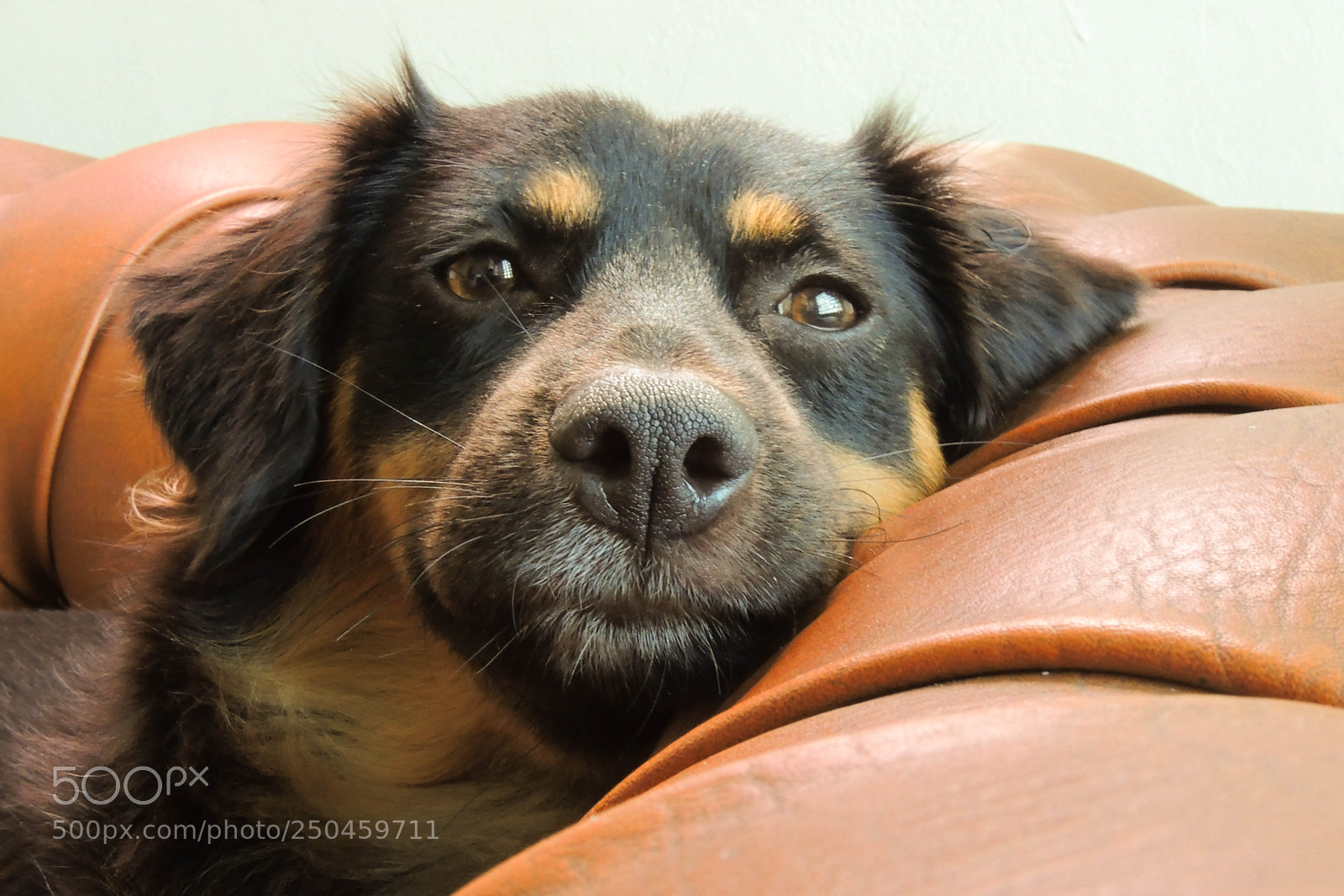 Nikon Coolpix P510 sample photo. Roxy resting photography