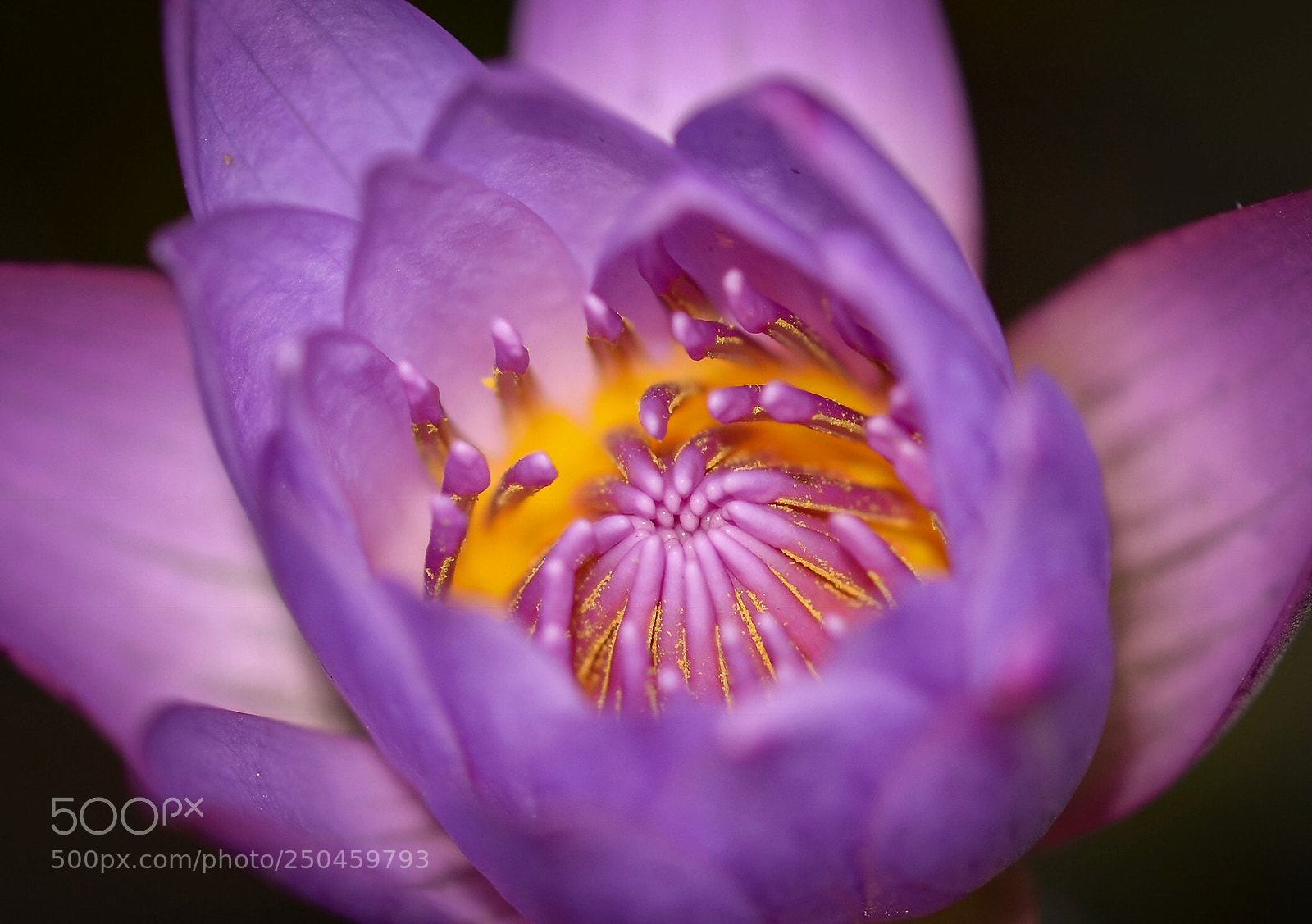 Nikon D5100 sample photo. Blooming lotus photography