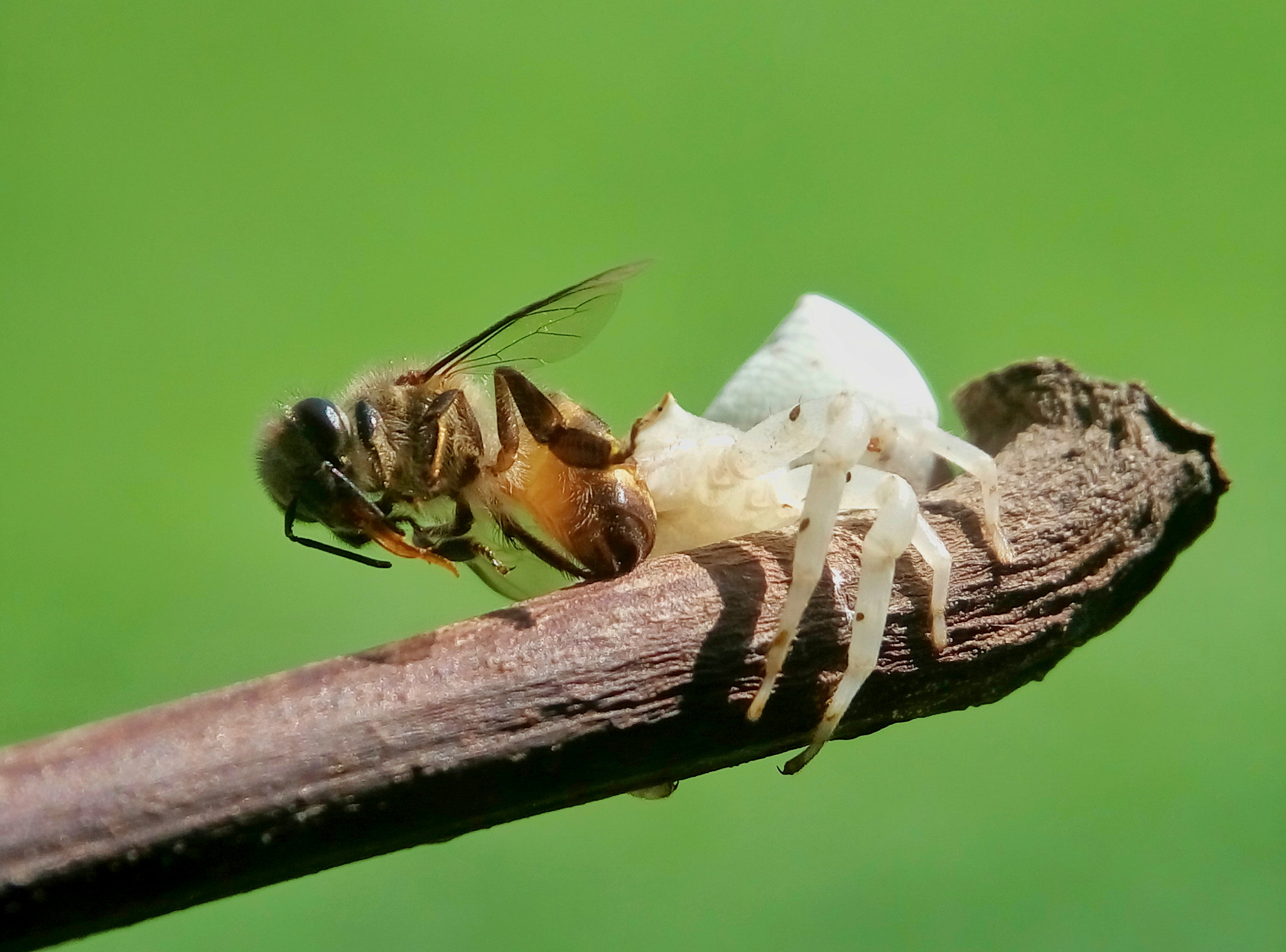 Meizu m2 sample photo. Crab spider photography