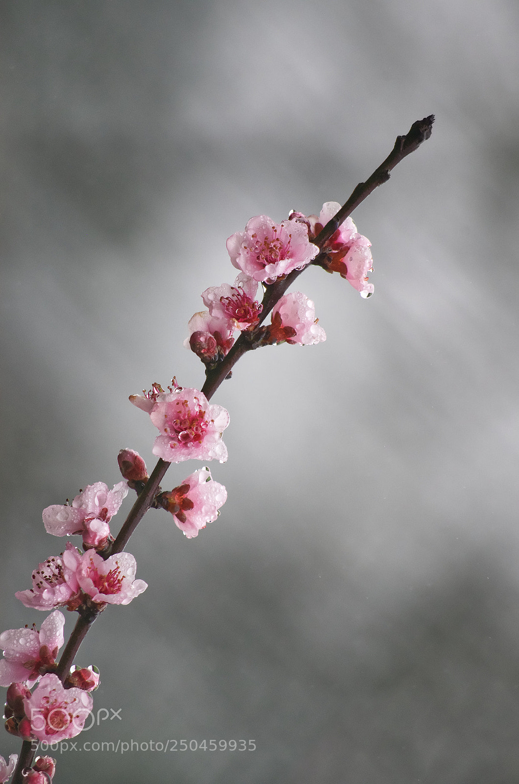Pentax K-30 sample photo. Pink colored spring photography