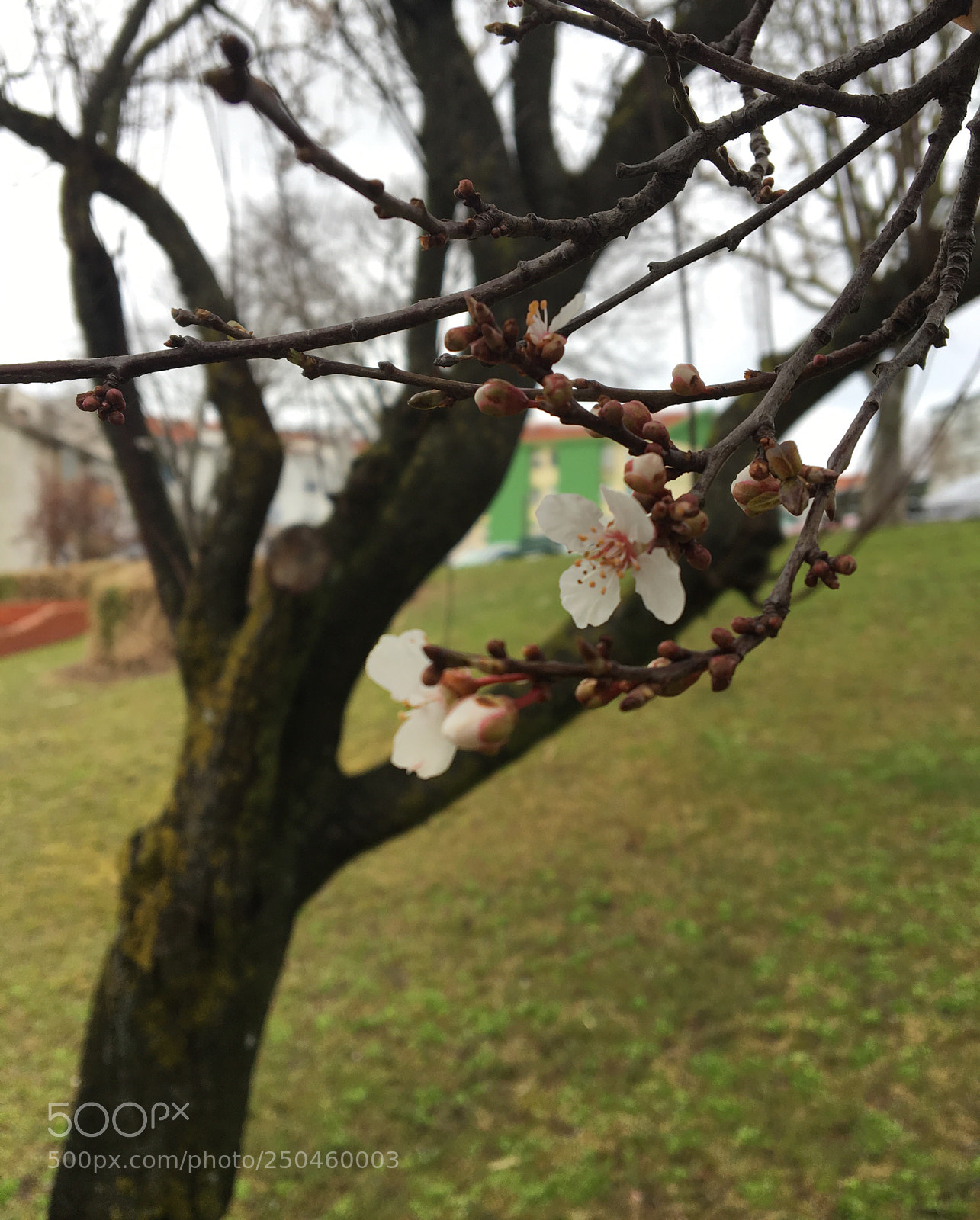 Apple iPhone 6s sample photo. Untitled photography