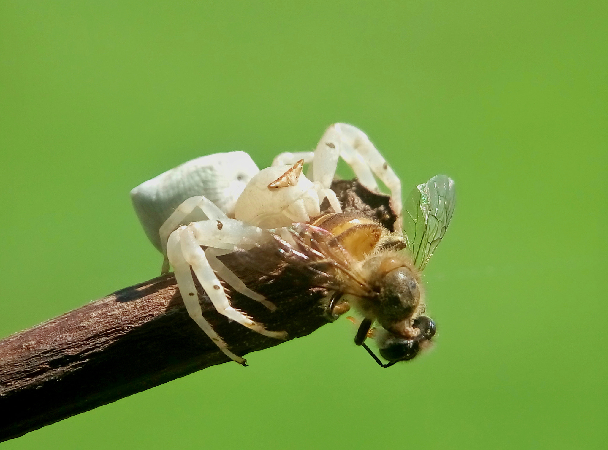 Meizu m2 sample photo. Crab spider photography