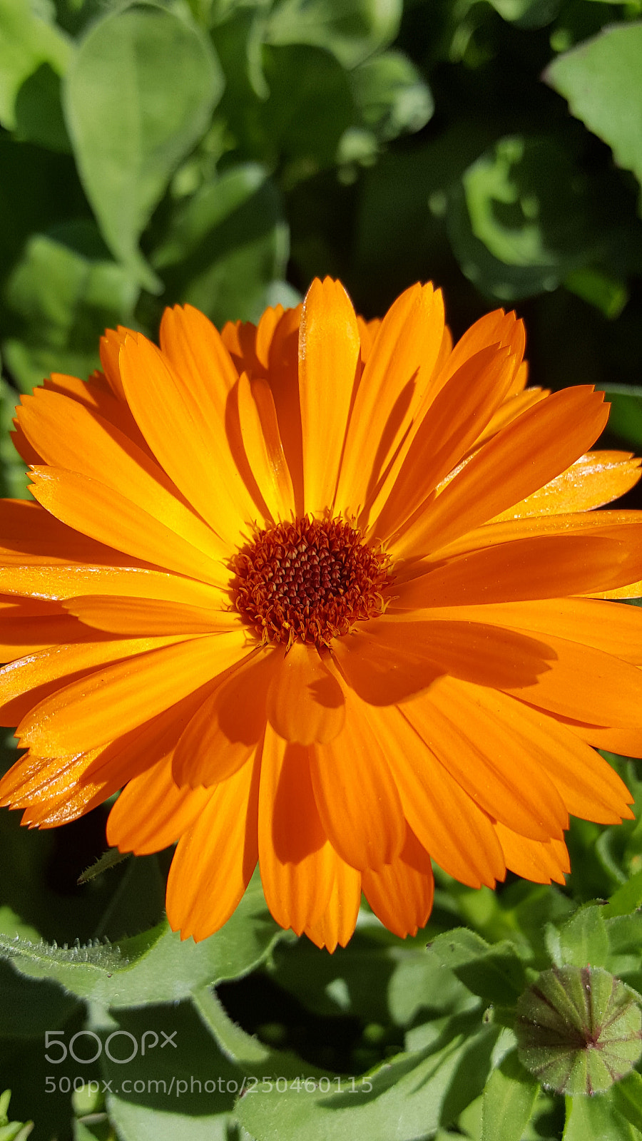 Samsung Galaxy Note5 sample photo. #orange daisy with bud photography