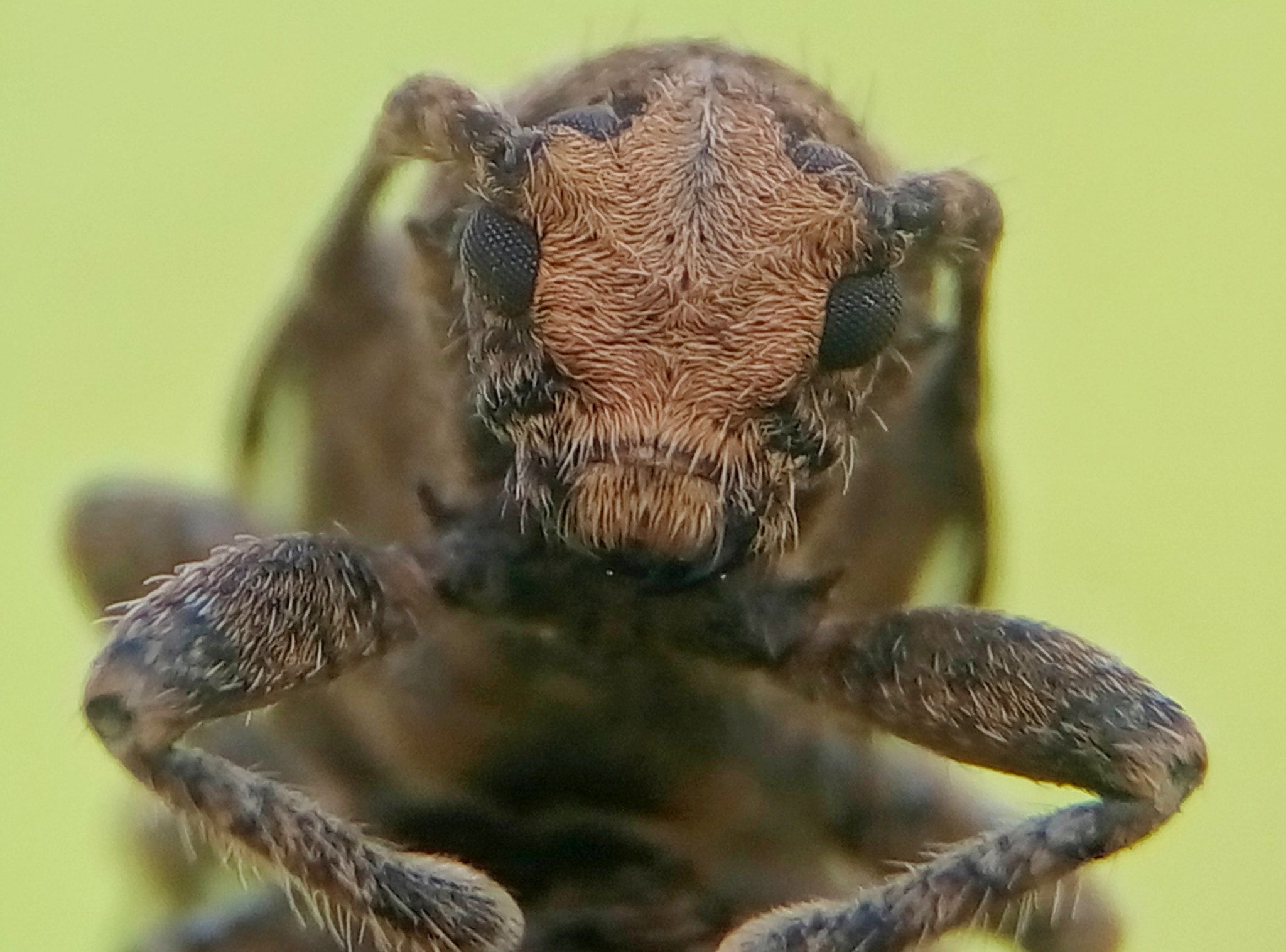 Meizu m2 sample photo. Long horn beetle photography