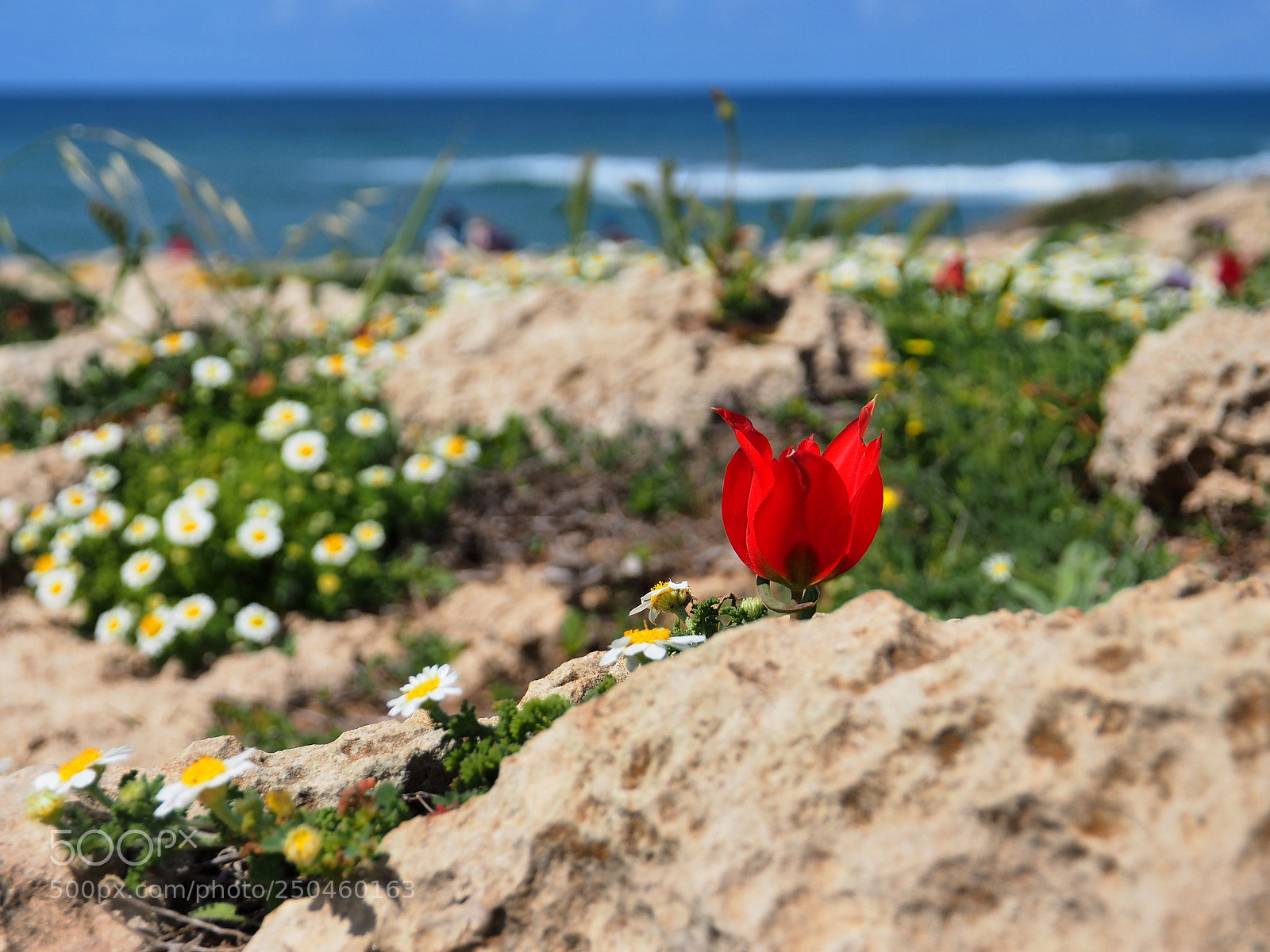 Olympus OM-D E-M10 sample photo. A lone tulip on photography