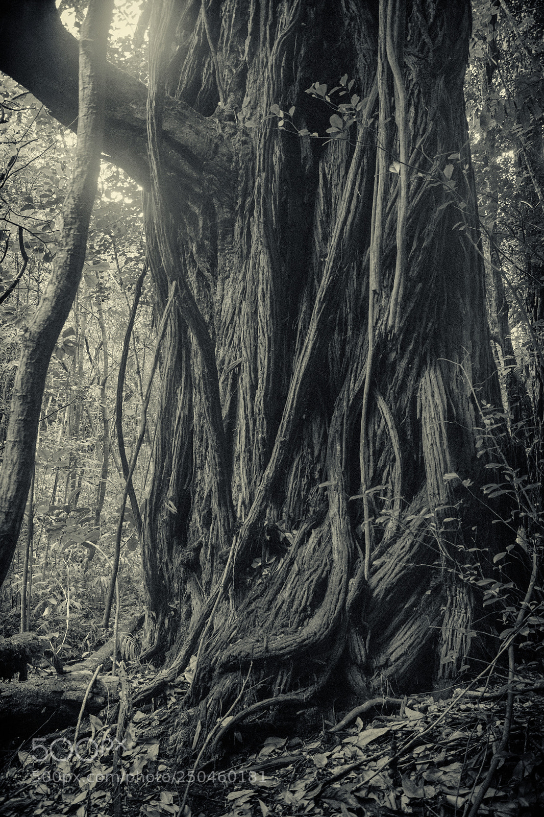 Sony ILCA-77M2 sample photo. Vine covered tree photography
