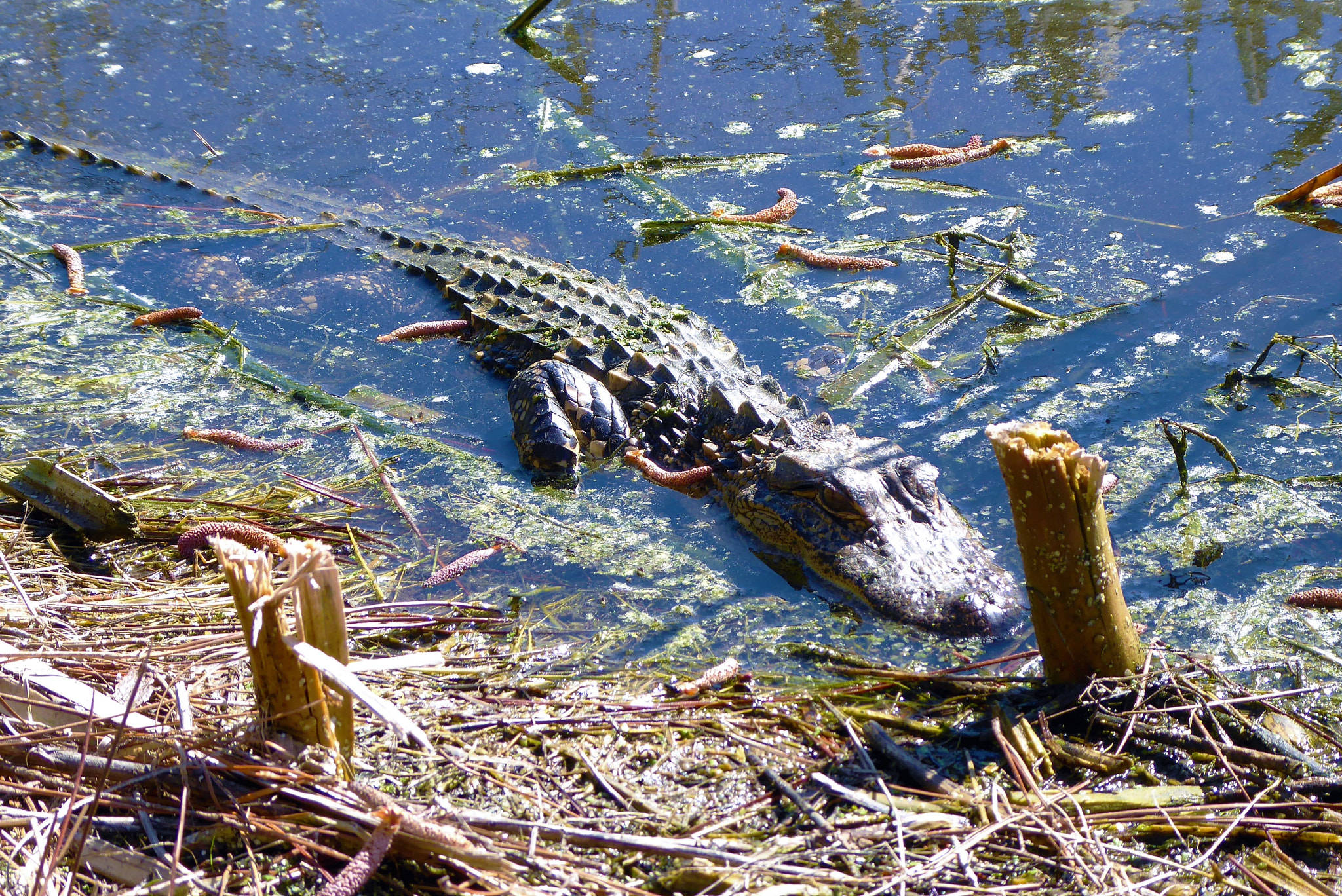 Panasonic Lumix DMC-ZS50 (Lumix DMC-TZ70) sample photo. Baby gator looking on photography