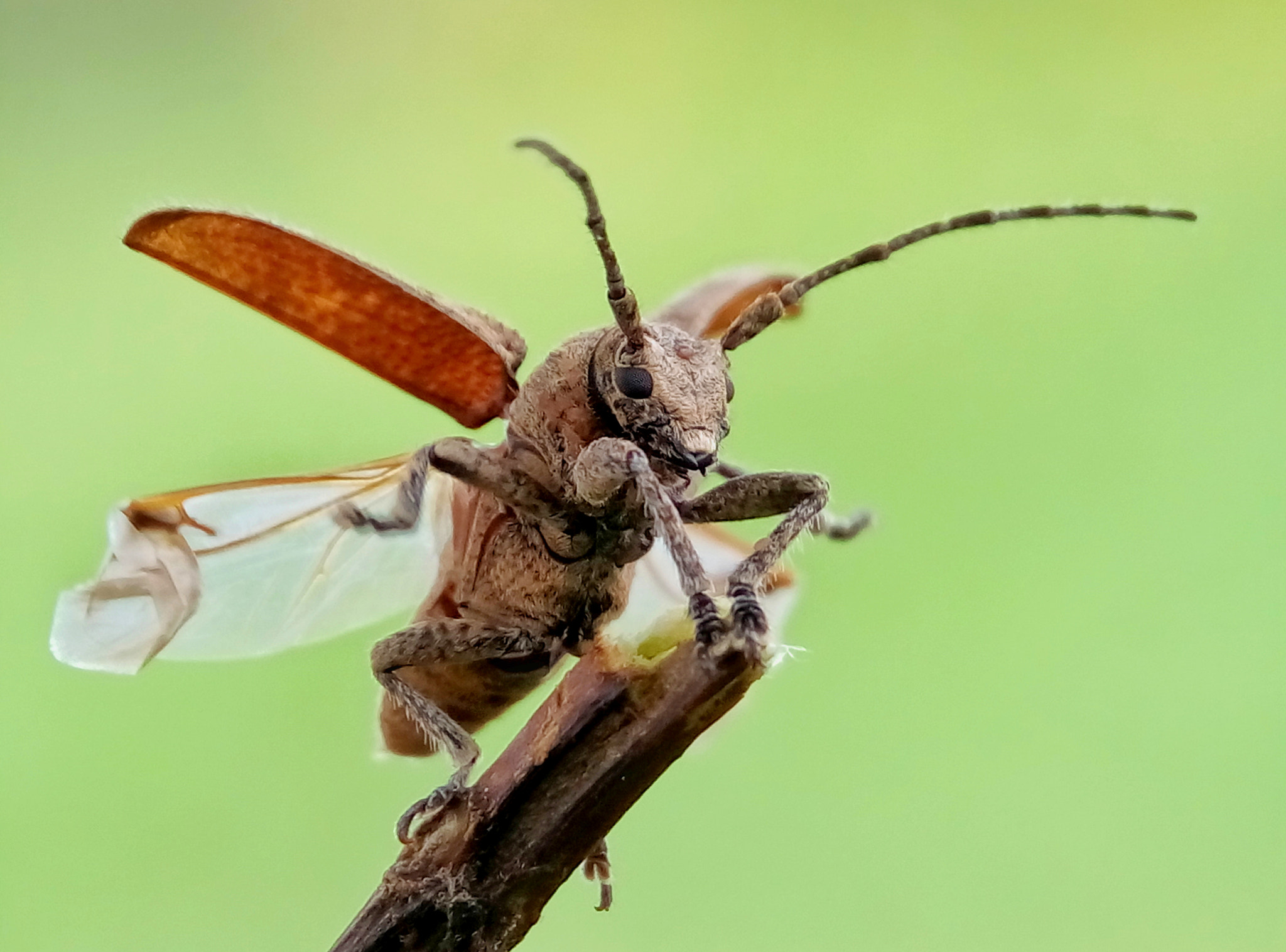 Meizu m2 sample photo. Long horn beetle photography
