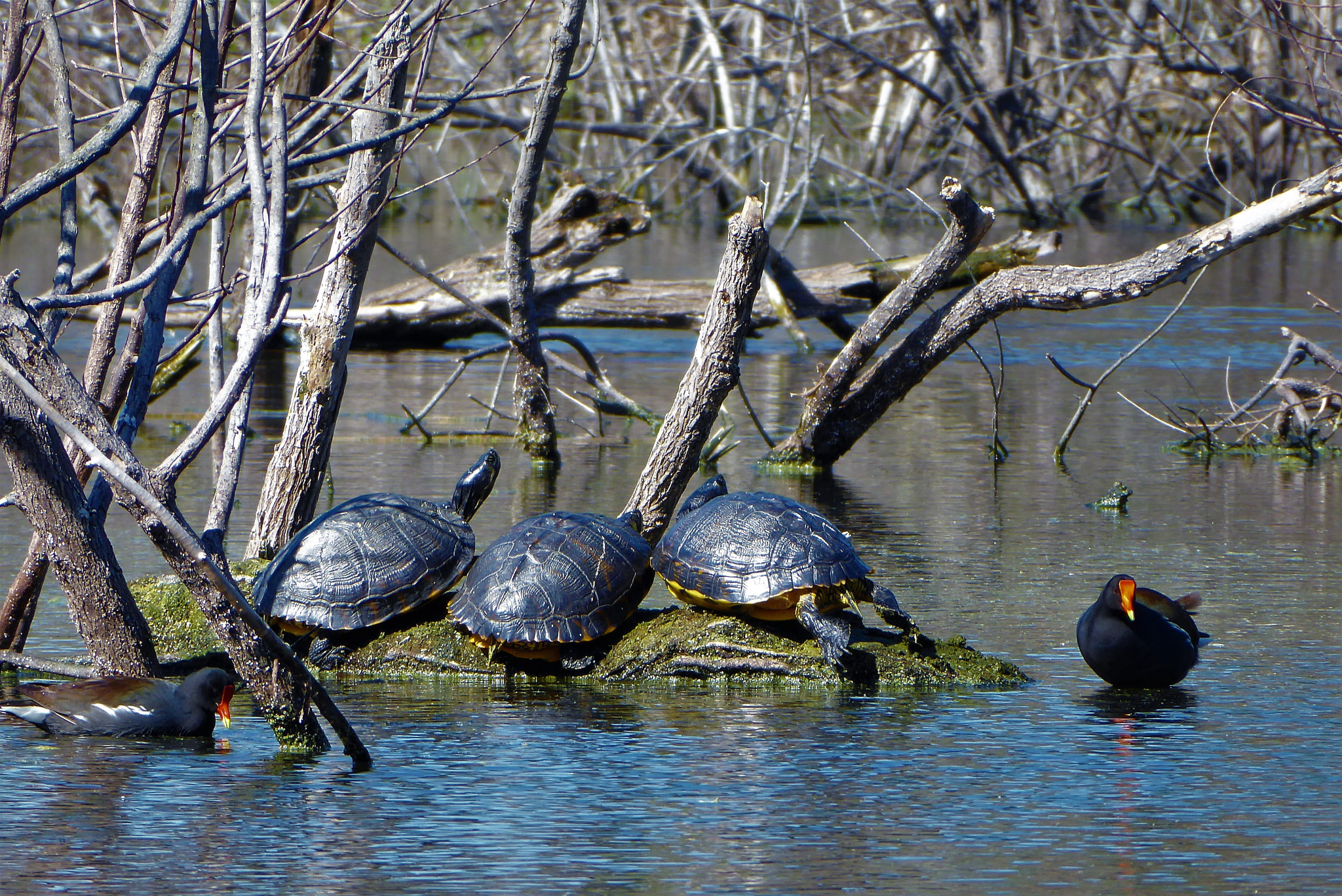 Panasonic Lumix DMC-ZS50 (Lumix DMC-TZ70) sample photo. Three sunbathing buddies photography