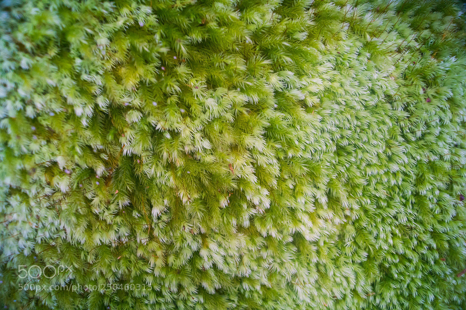Sony ILCA-77M2 sample photo. Moss carpet photography