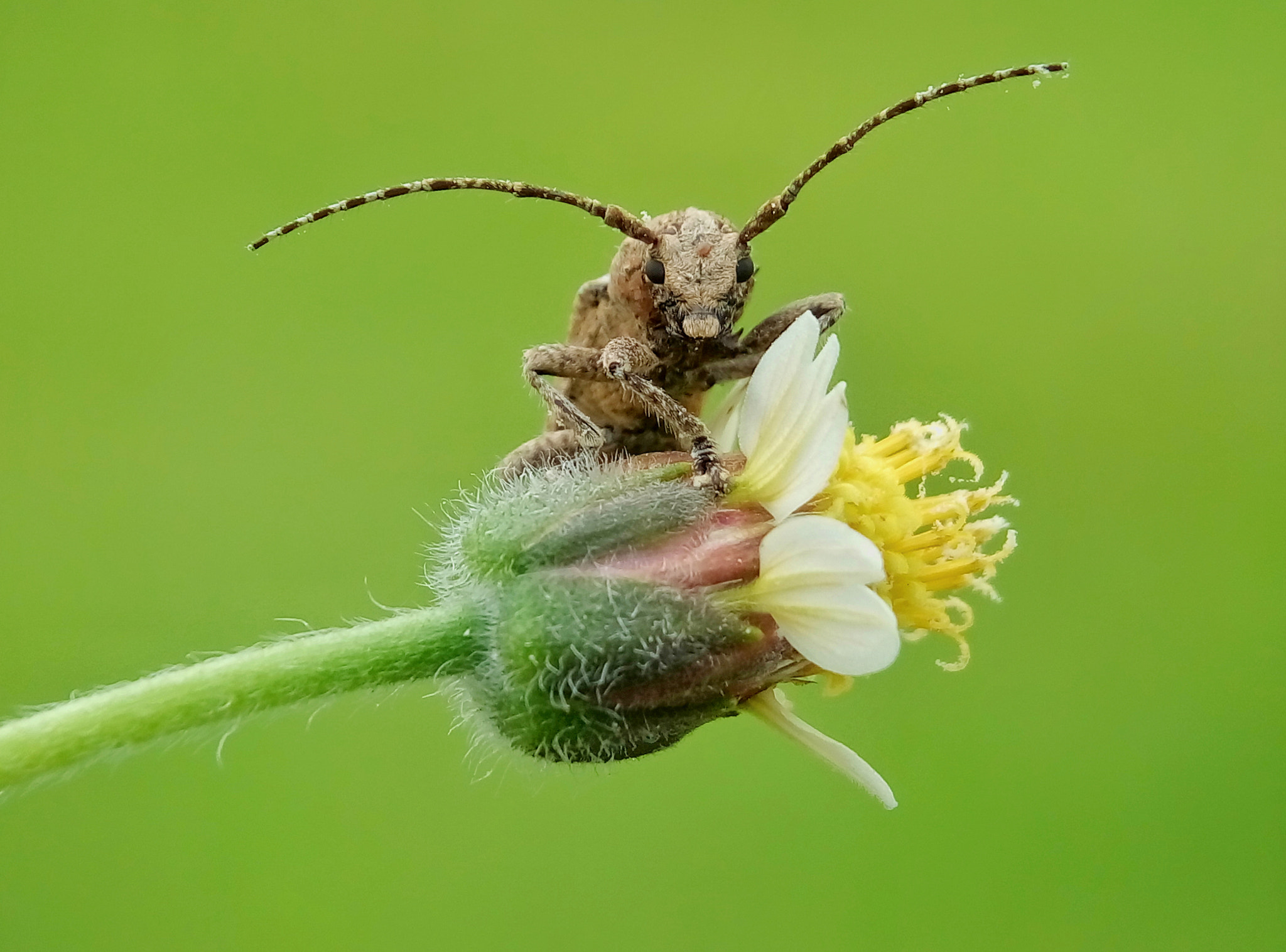 Meizu m2 sample photo. Long horn beetle photography