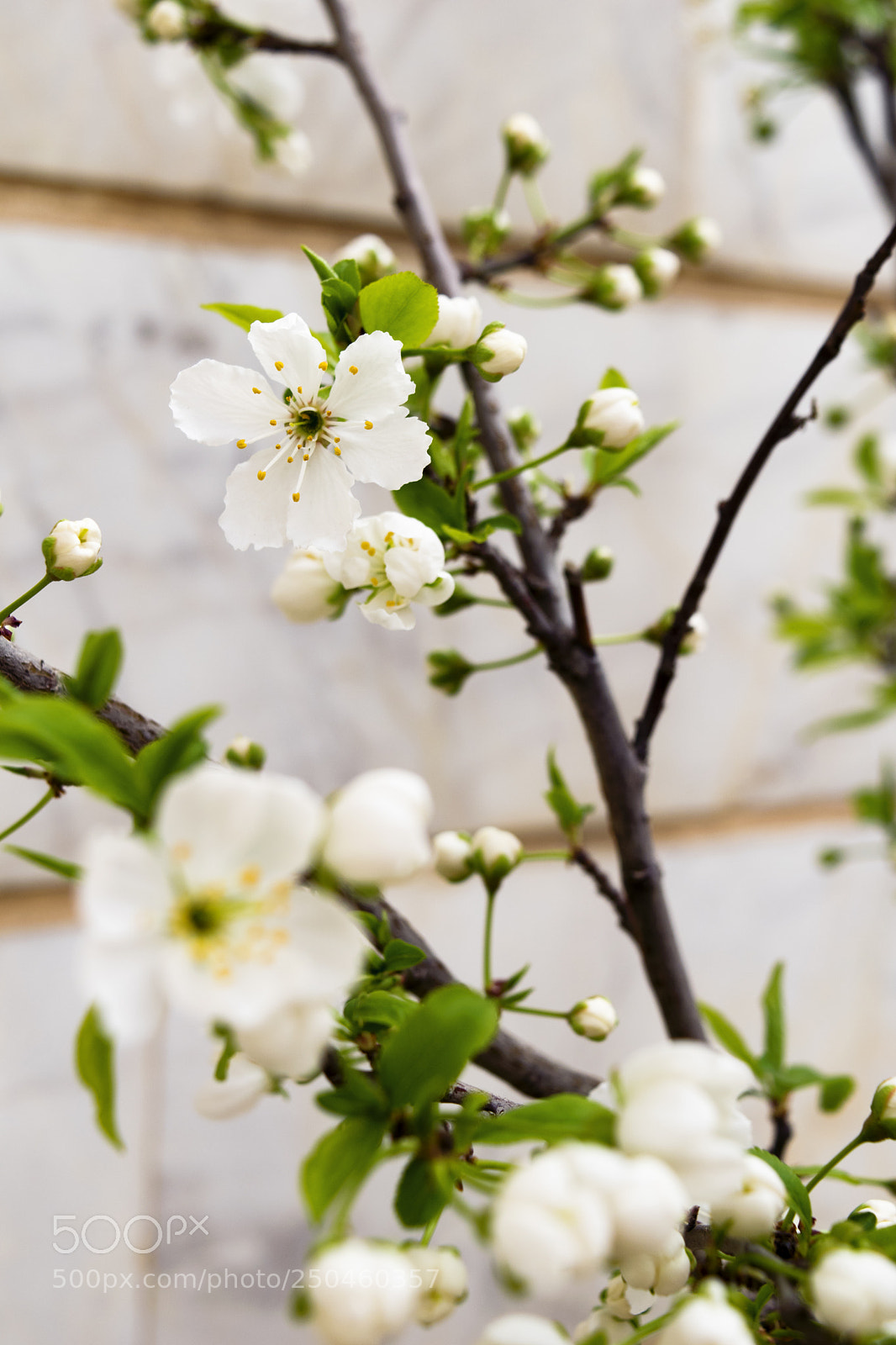 Nikon D3300 sample photo. Plum blossom photography