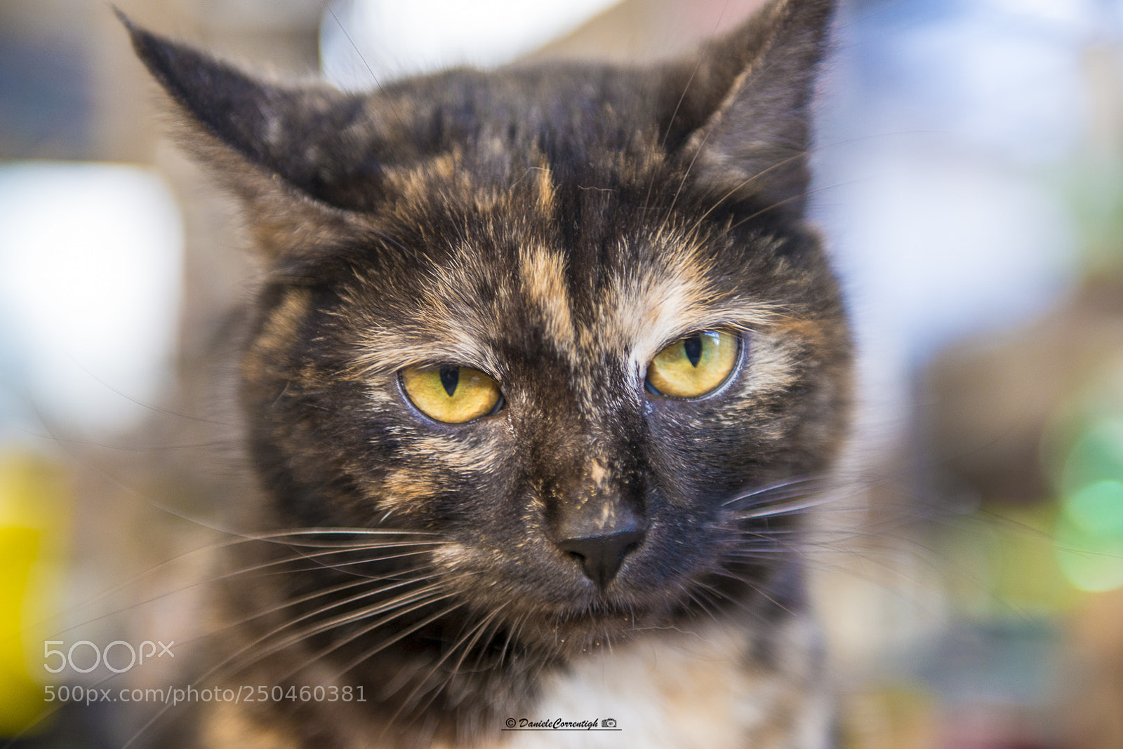 Nikon D800 sample photo. Yellow eyes photography