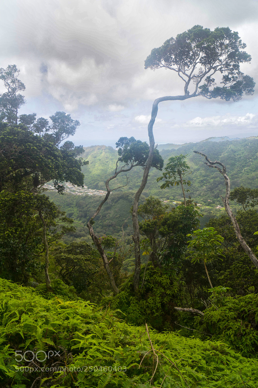 Sony ILCA-77M2 sample photo. Trees on lanipo trail photography