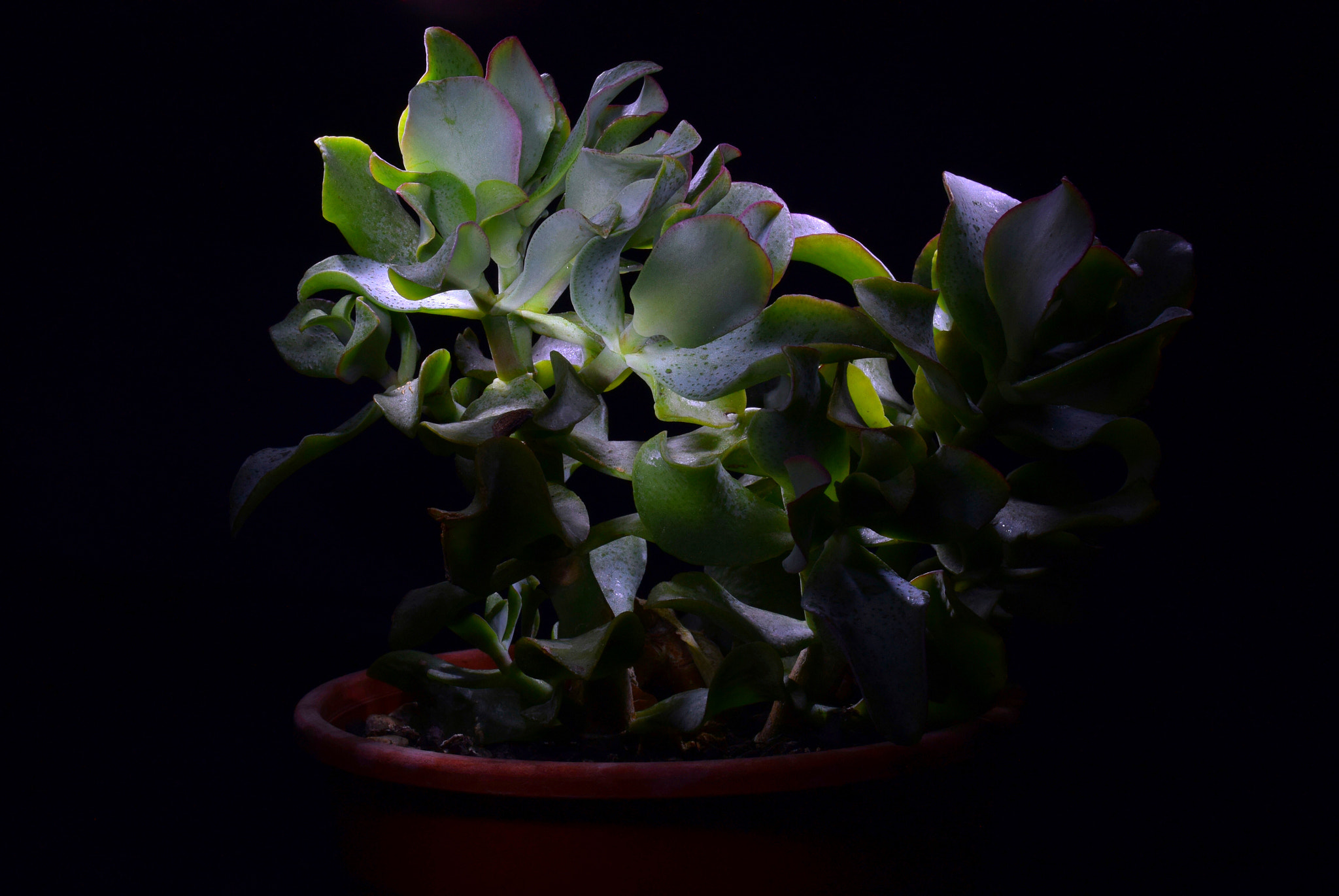Nikon 1 S2 sample photo