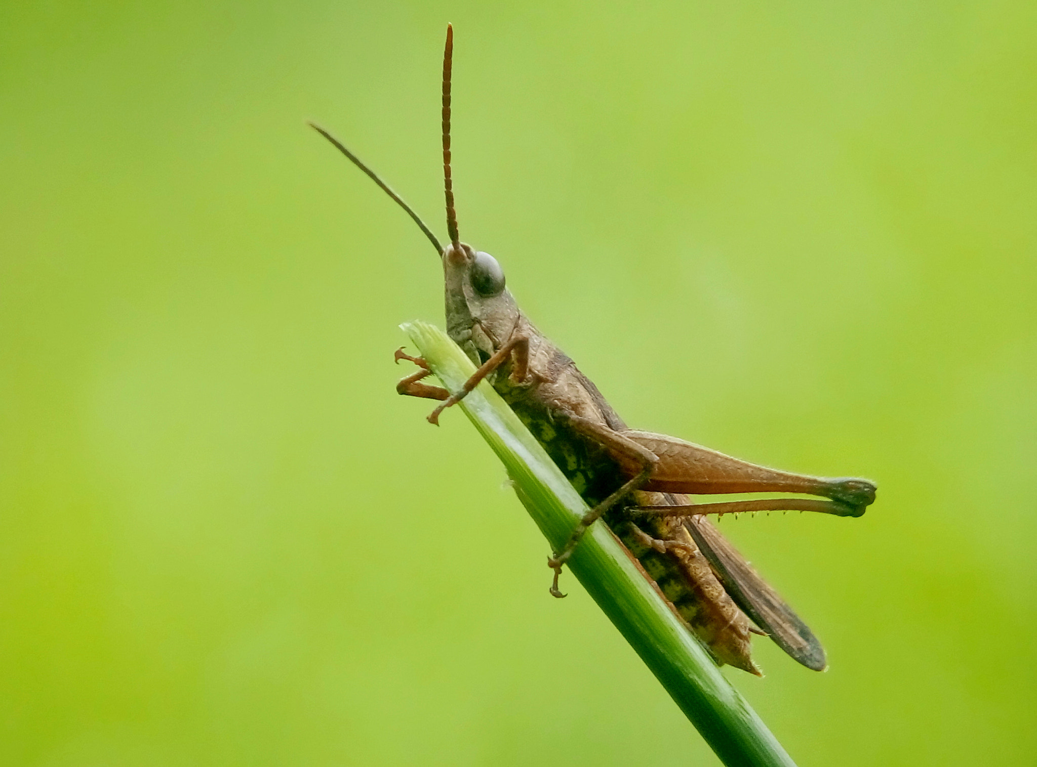 Meizu m2 sample photo. Grasshopper photography