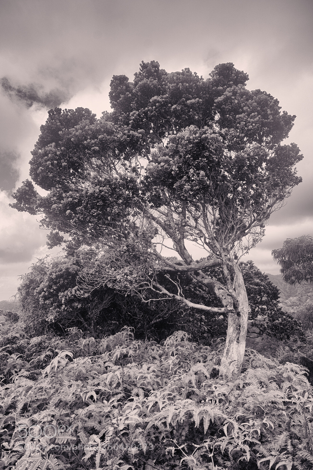 Sony ILCA-77M2 sample photo. Tree on lanipo trail photography
