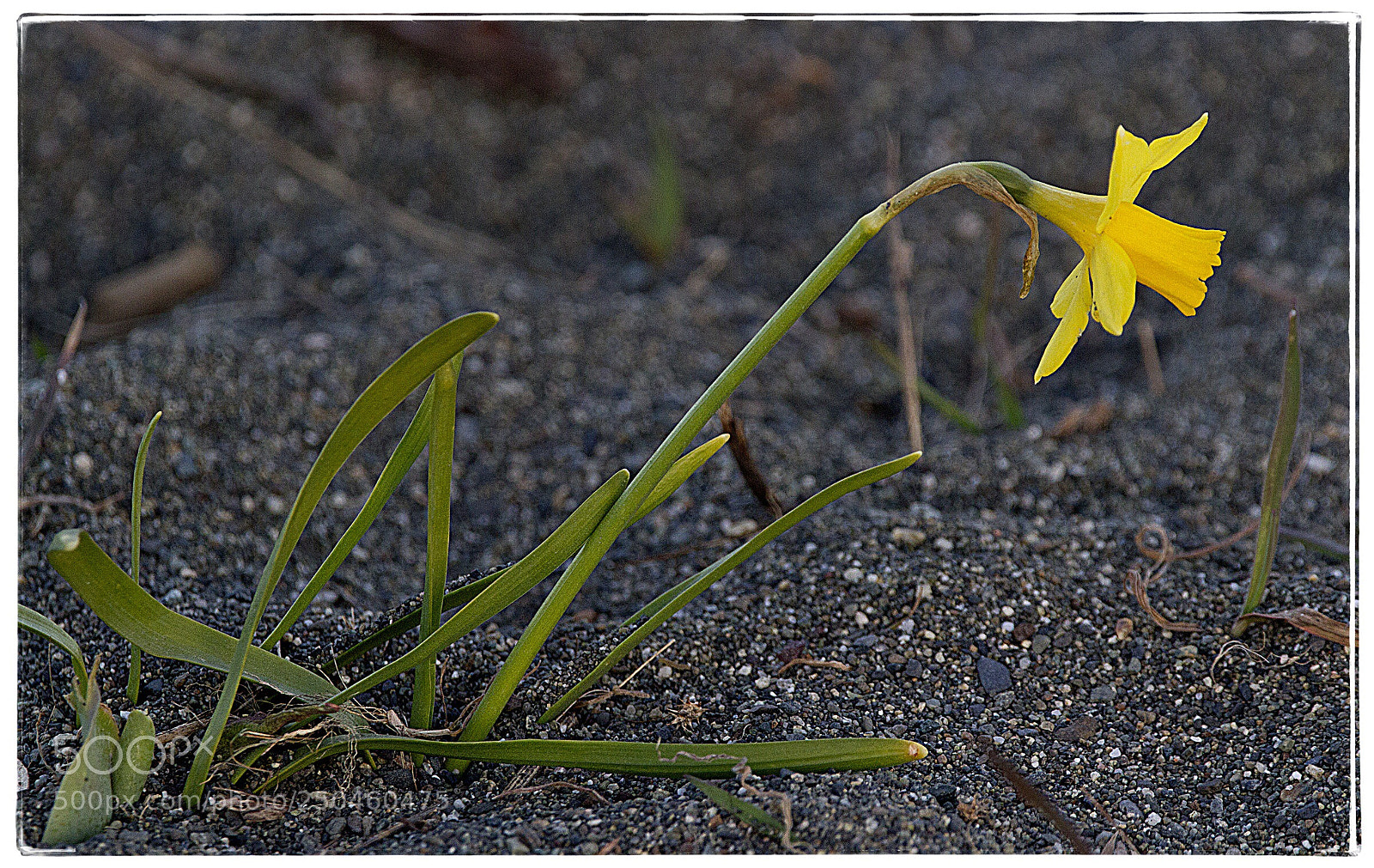 Canon EOS 7D sample photo. Daffodil in the sand. photography