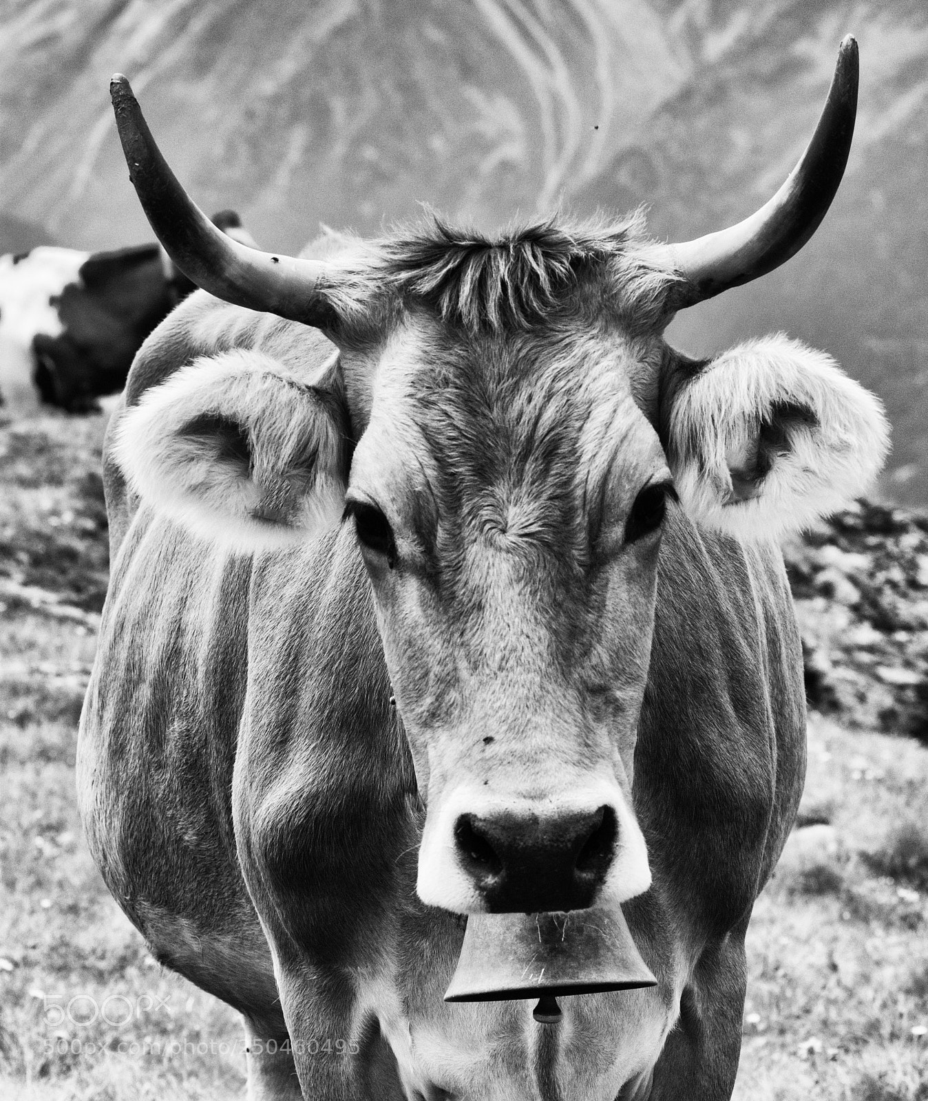 Pentax K10D sample photo. Vache - belle corne photography
