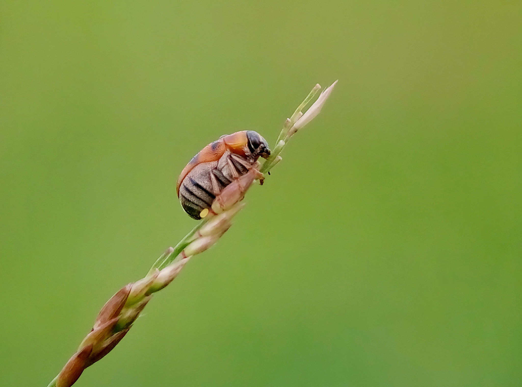 Meizu m2 sample photo. Aspidolopha photography