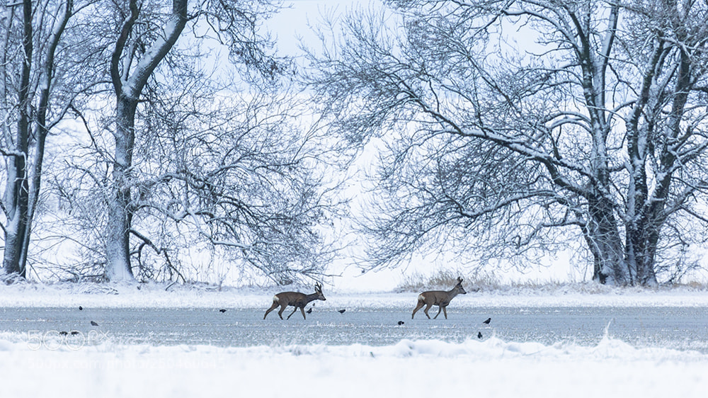 Canon EOS-1D X sample photo. Crossing roe deers photography