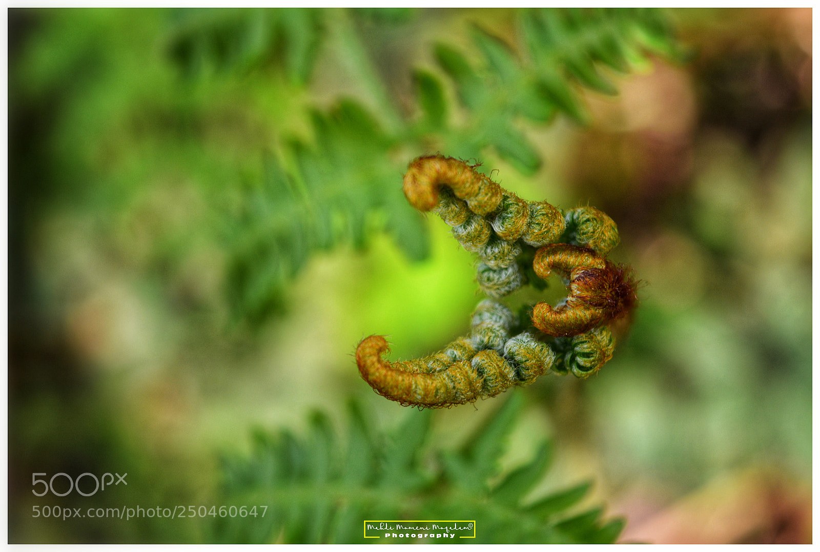 Nikon D5200 sample photo. The fern photography