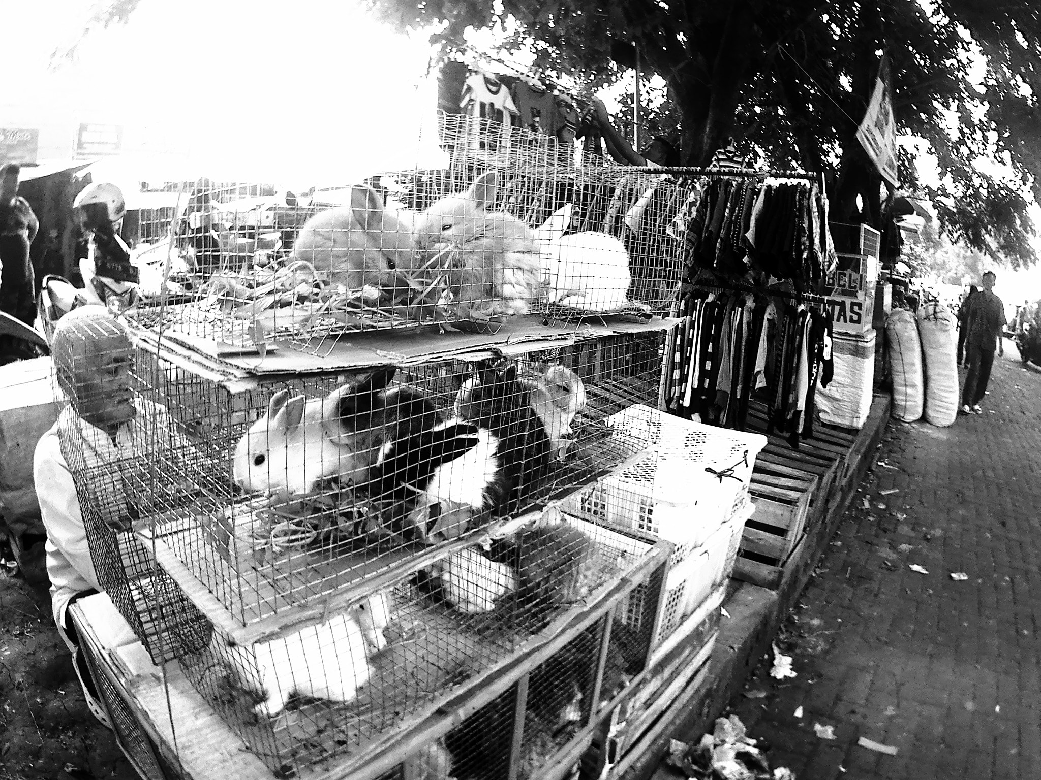 HDKing Q3H sample photo. Rabbit friendship photography