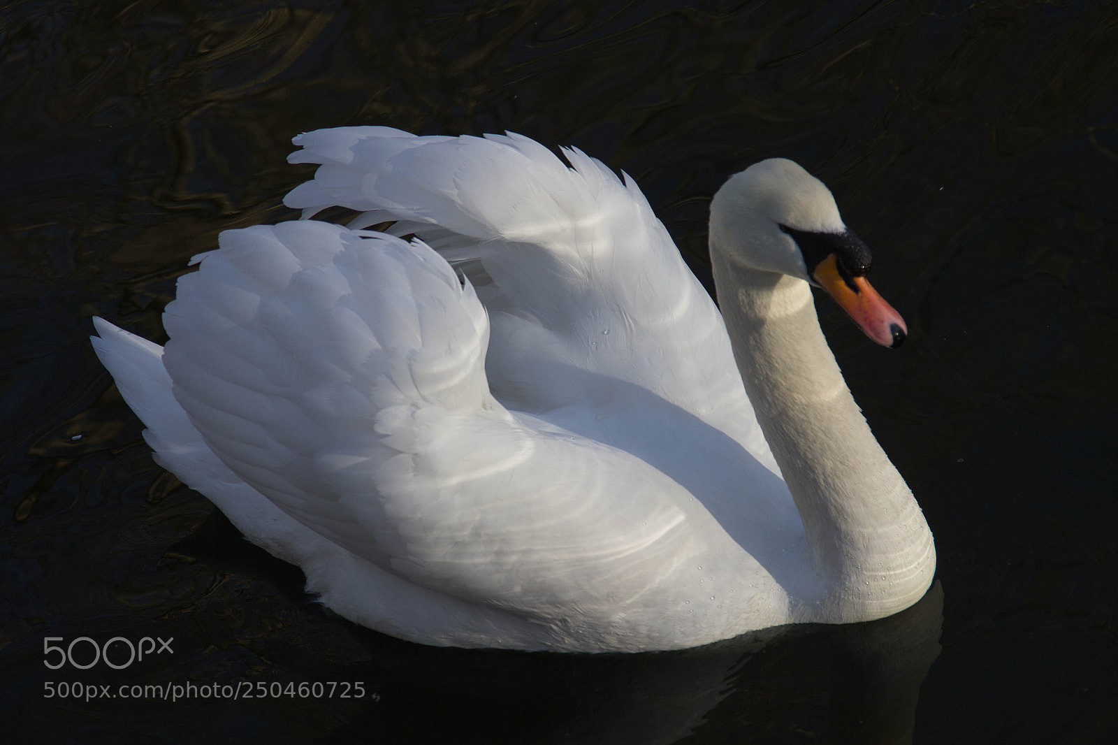 Canon EOS 600D (Rebel EOS T3i / EOS Kiss X5) sample photo. The swan photography