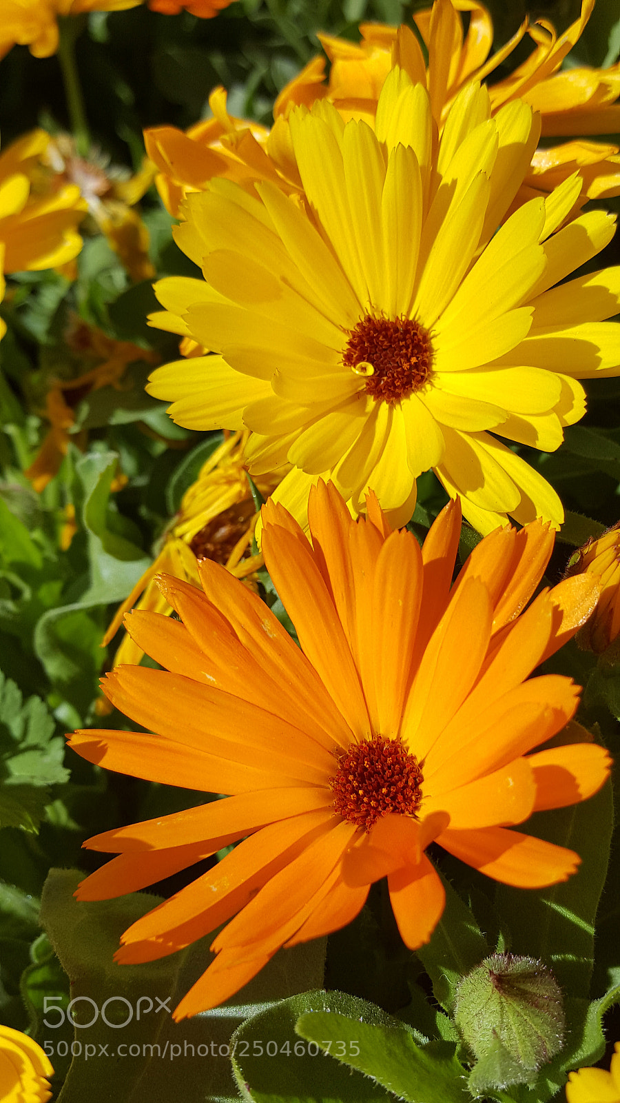 Samsung Galaxy Note5 sample photo. Colorful daisies from same photography