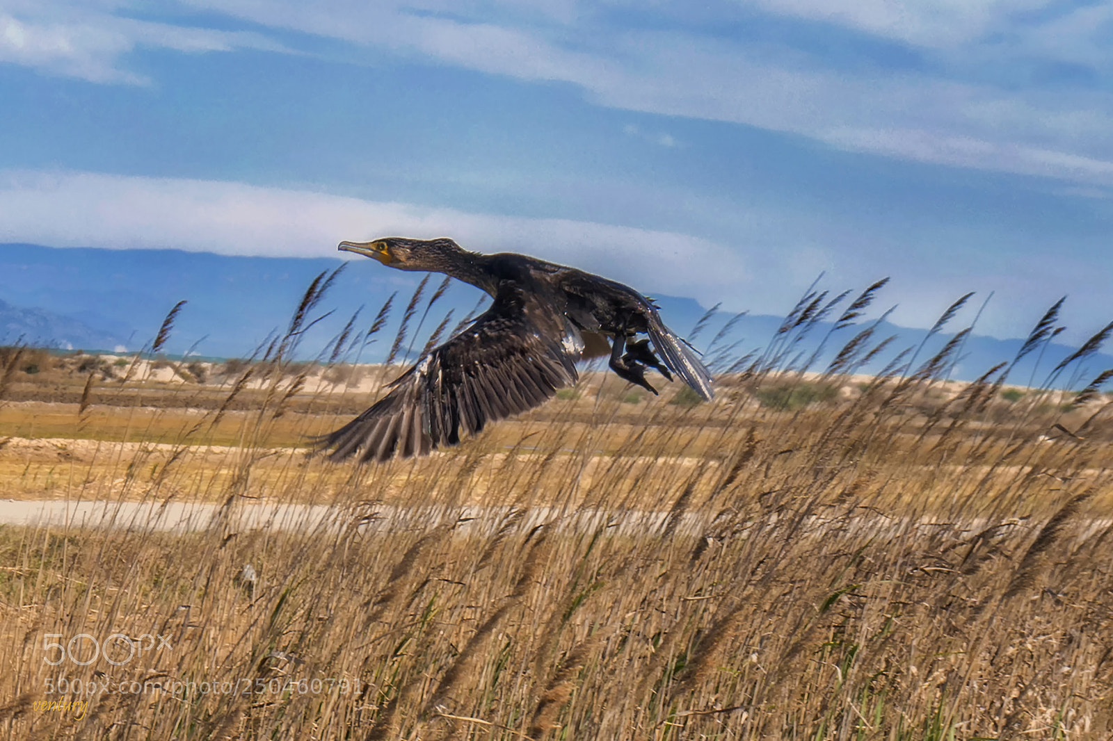 Sony a6500 sample photo. Delta duck photography
