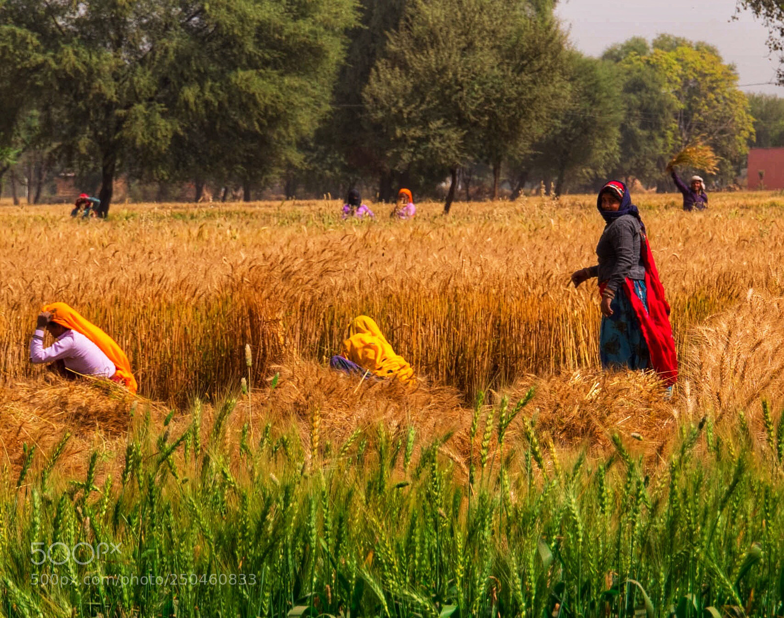 Leica SL (Typ 601) sample photo. The harvest photography