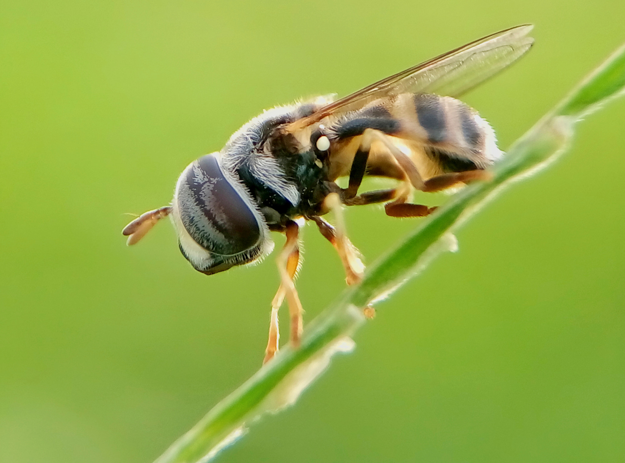 Meizu m2 sample photo. Hoverfly photography