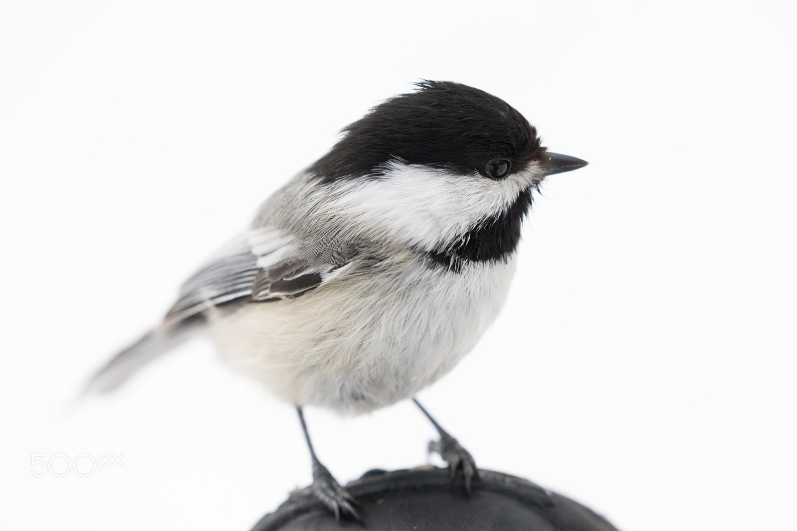 Canon EOS 5D Mark IV sample photo. Boot perch photography