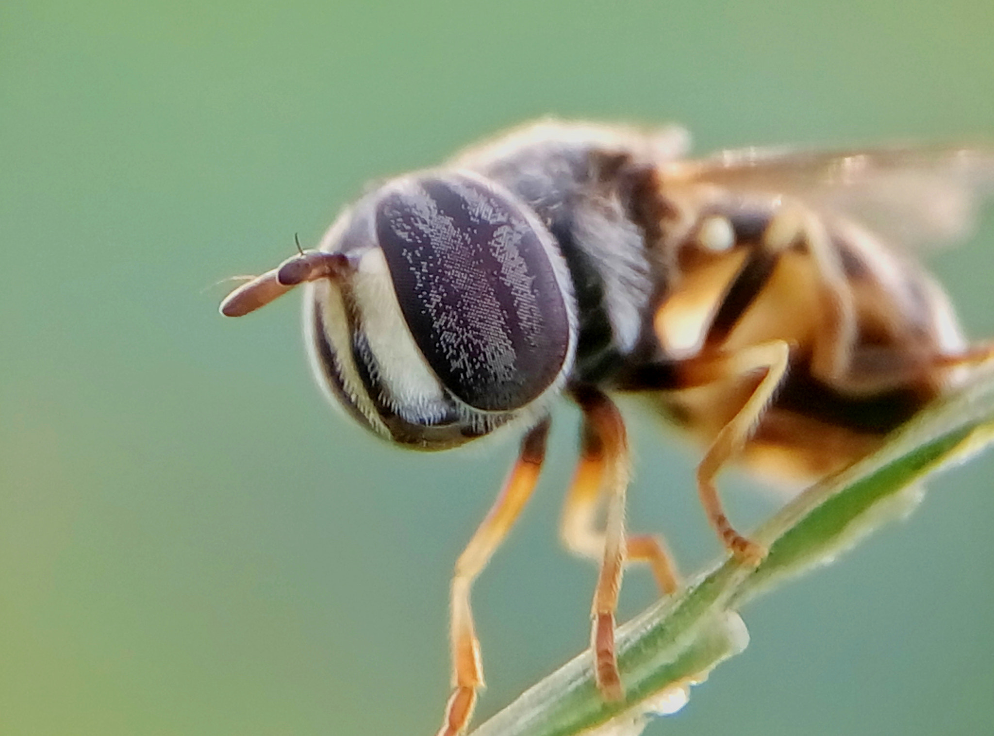 Meizu m2 sample photo. Hoverfly photography