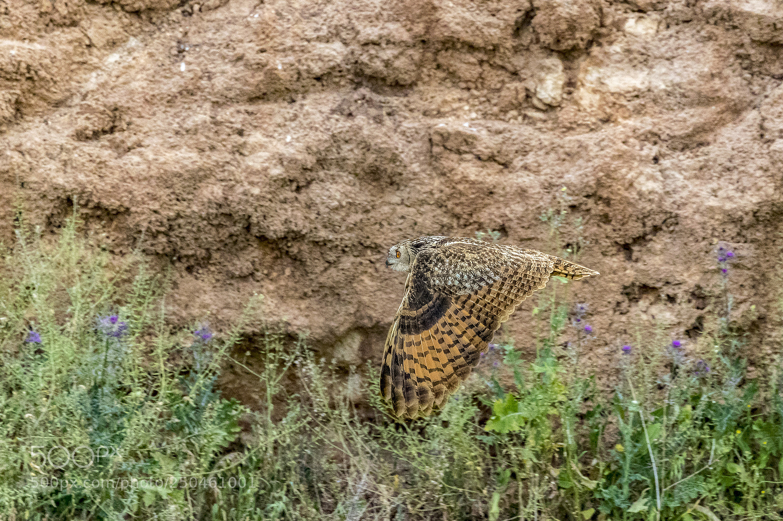 Canon EOS-1D X Mark II sample photo. Horned owl photography