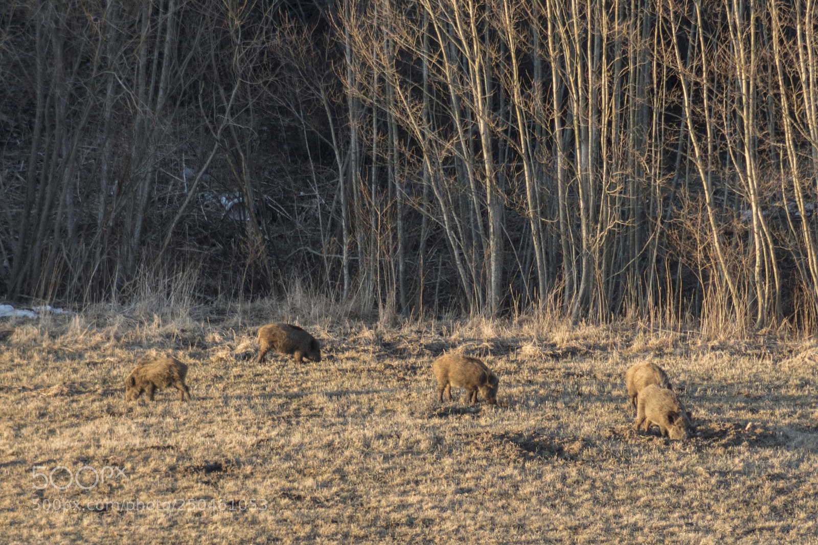 Sony ILCA-77M2 sample photo. Wild boar photography