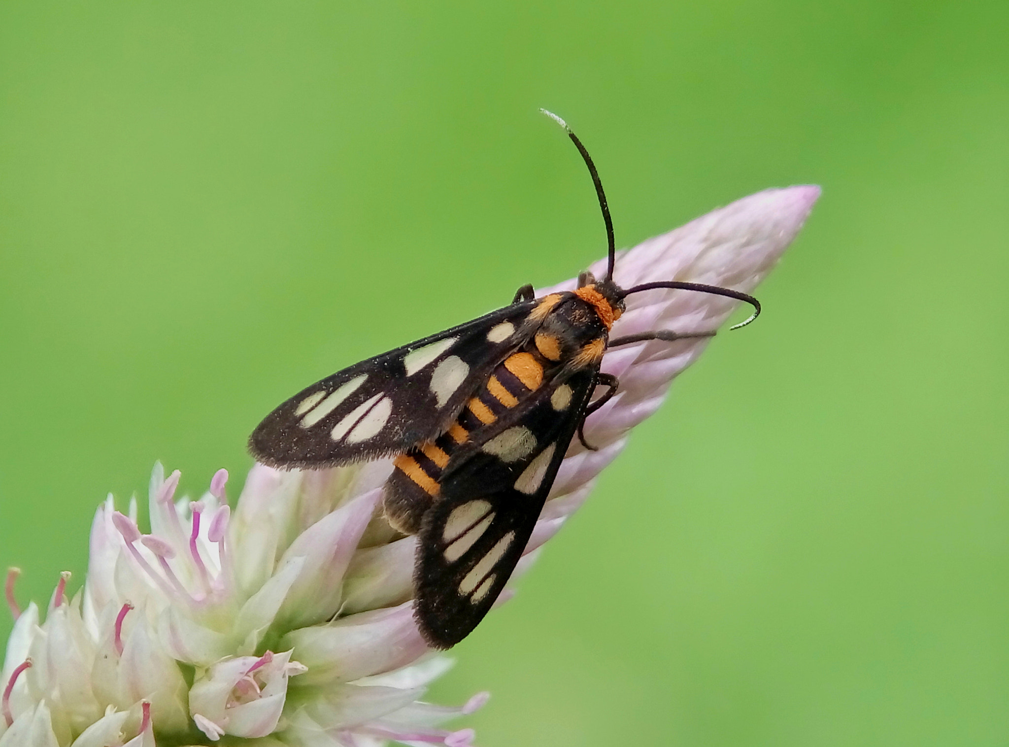 Meizu m2 sample photo. Tiger moth photography