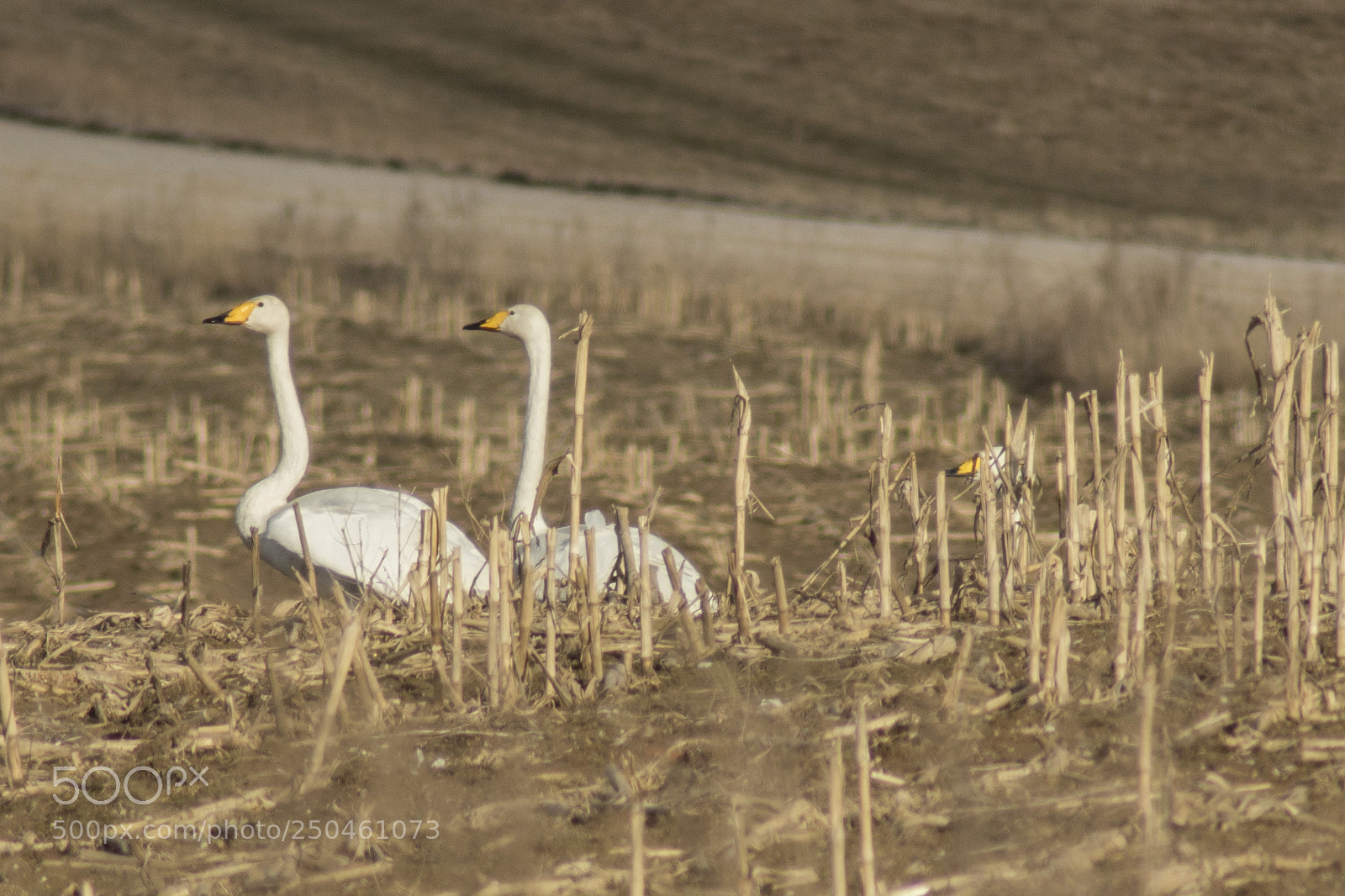 Sony ILCA-77M2 sample photo. Swans photography