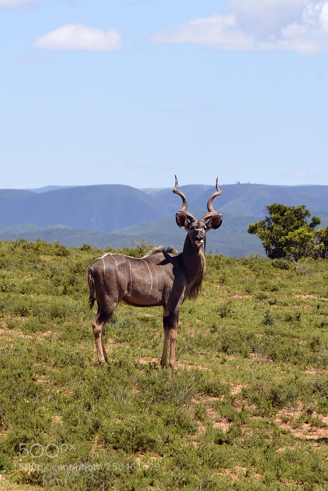 Nikon D7100 sample photo. Addo elephant national park photography