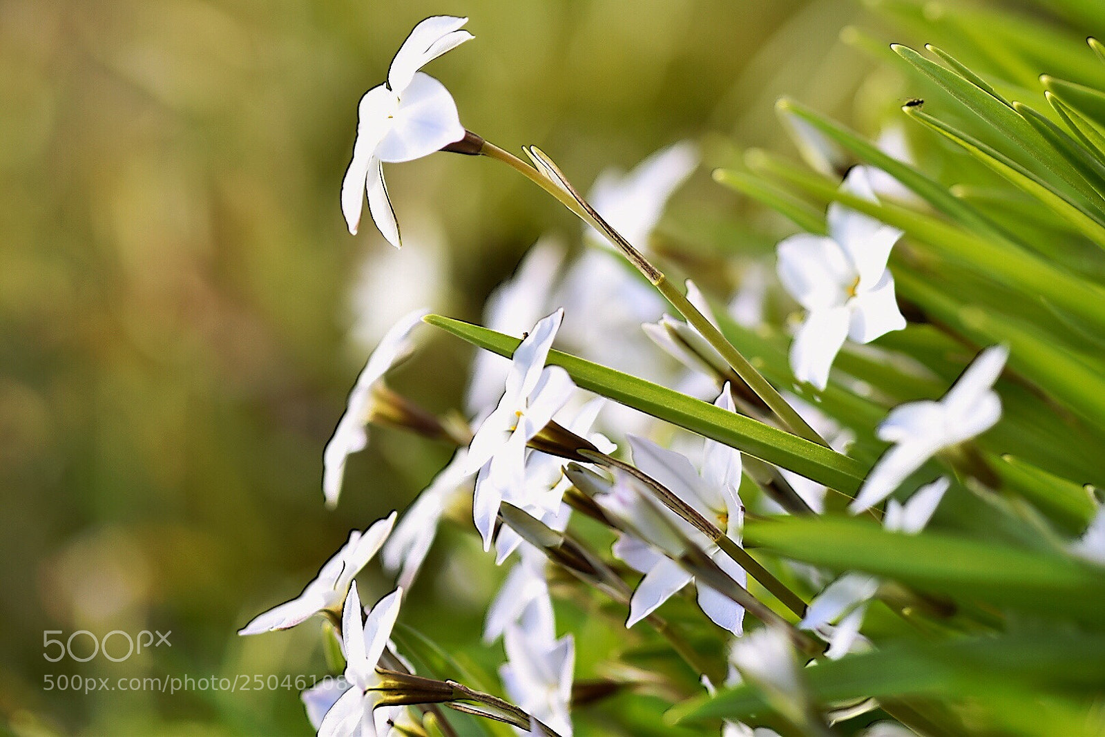 Nikon D5600 sample photo. Garden delight.. photography