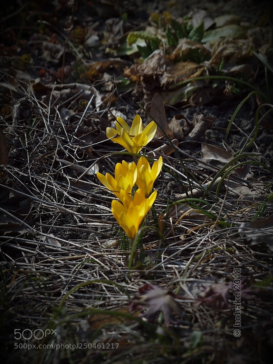 Olympus E-620 (EVOLT E-620) sample photo. Crocuses photography