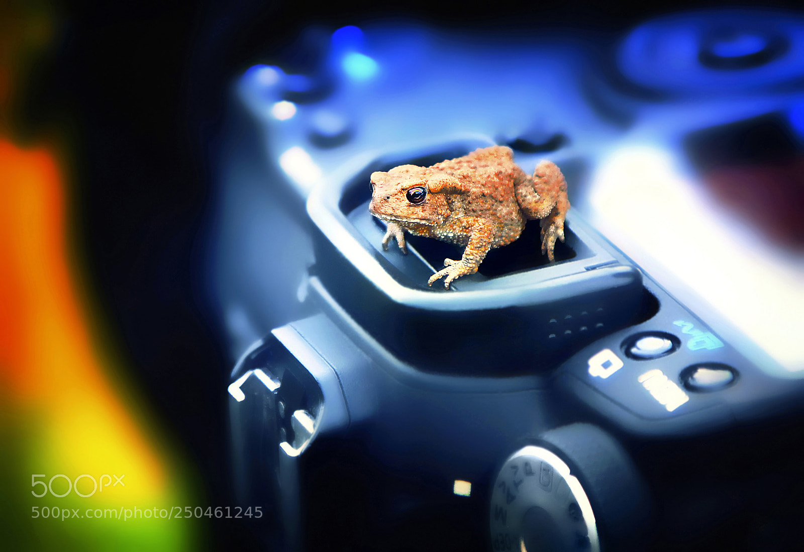 Canon EOS 60D sample photo. Nature, fauna, frogs, toad photography