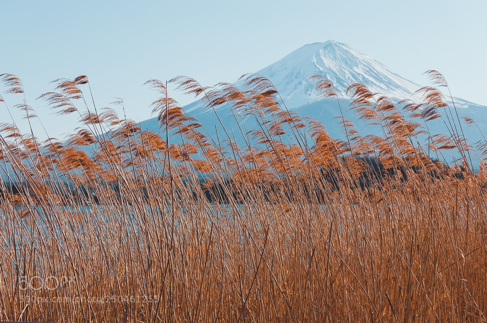 Nikon D300S sample photo. Mt. fuji and grass photography
