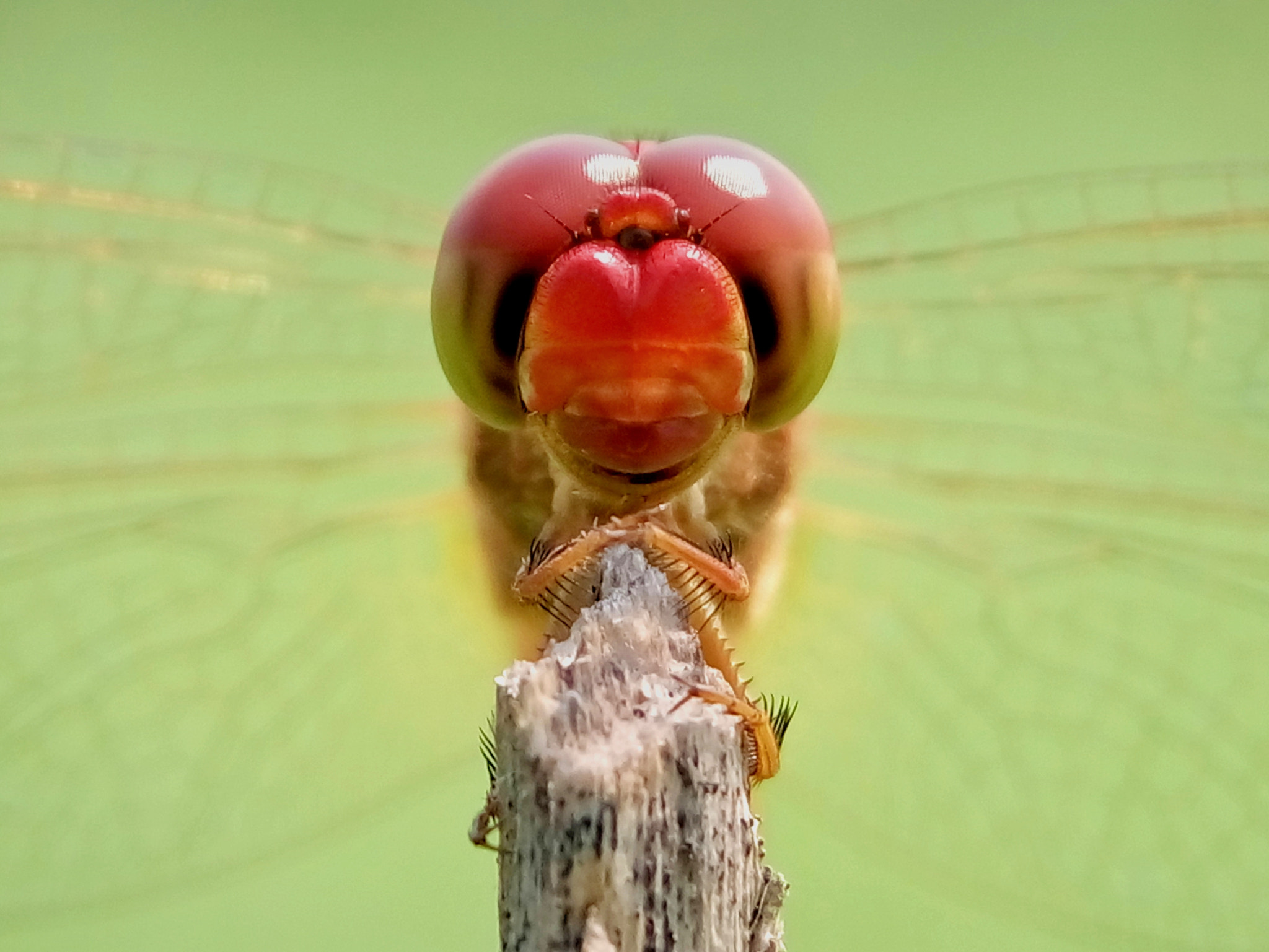 Meizu m2 sample photo. Dragonfly photography