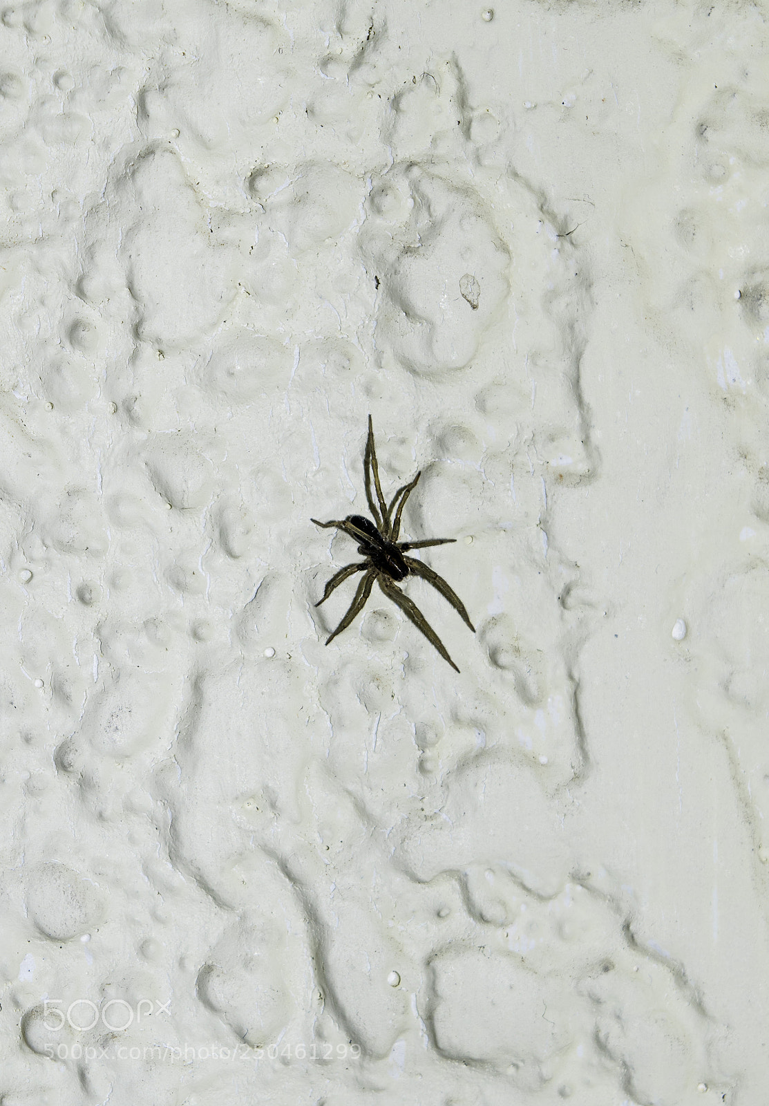 Nikon D5300 sample photo. Arachnophobia photography