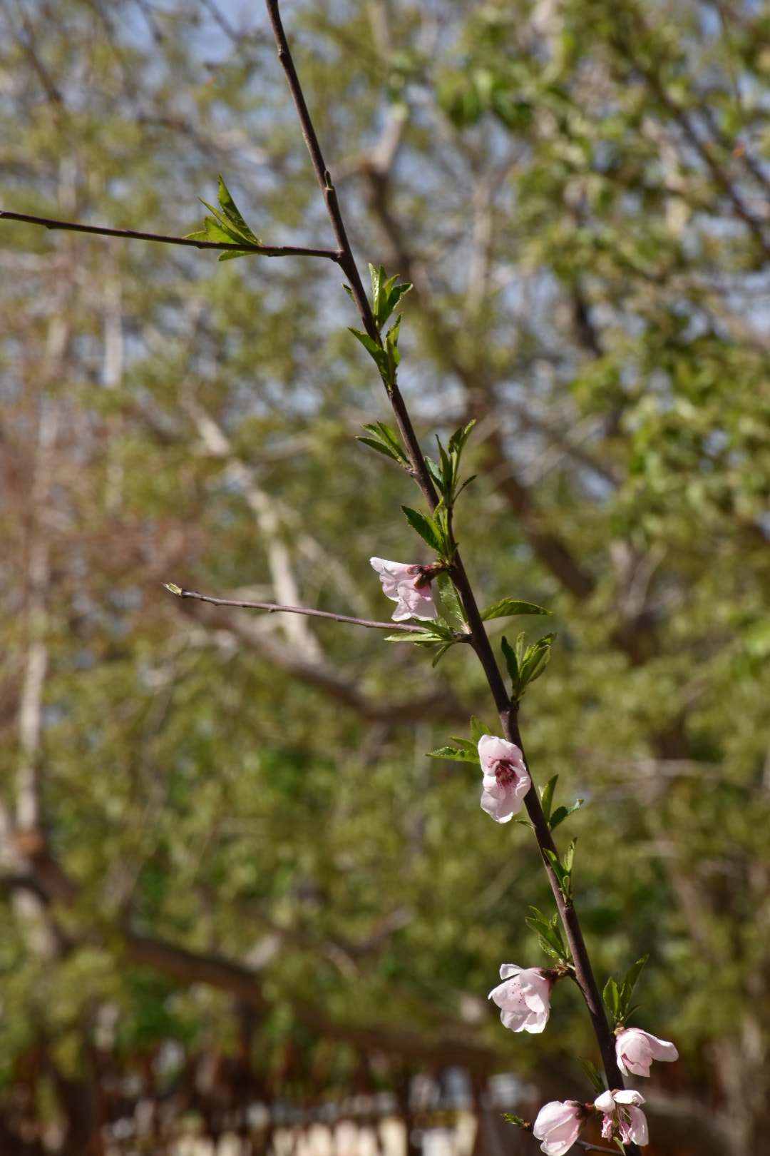 Nikon D5600 sample photo. Tree photography