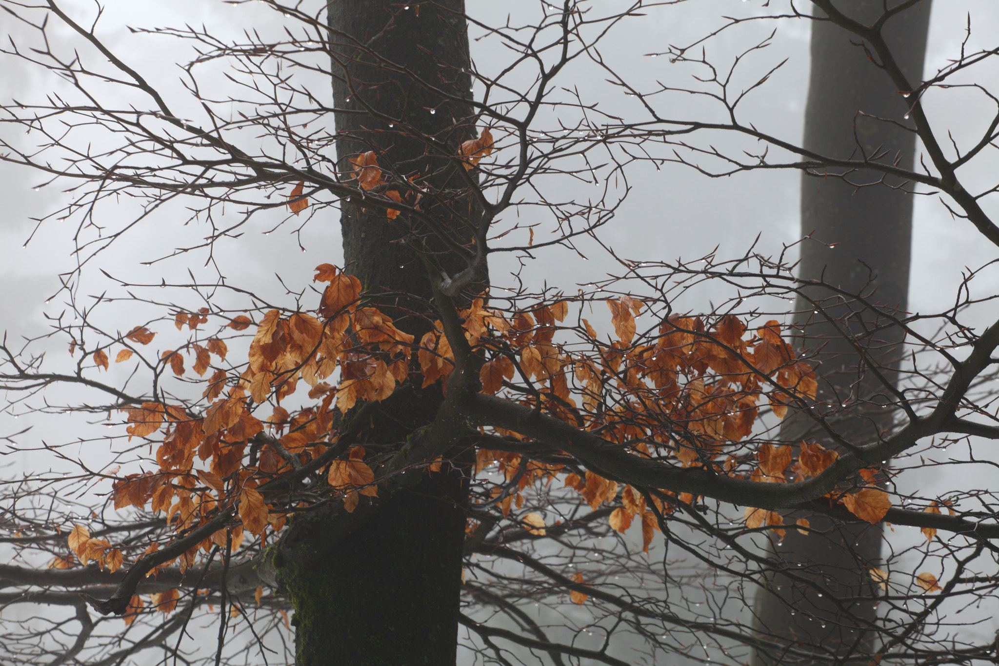 Canon EF 70-200mm F4L USM sample photo. The beech tree photography