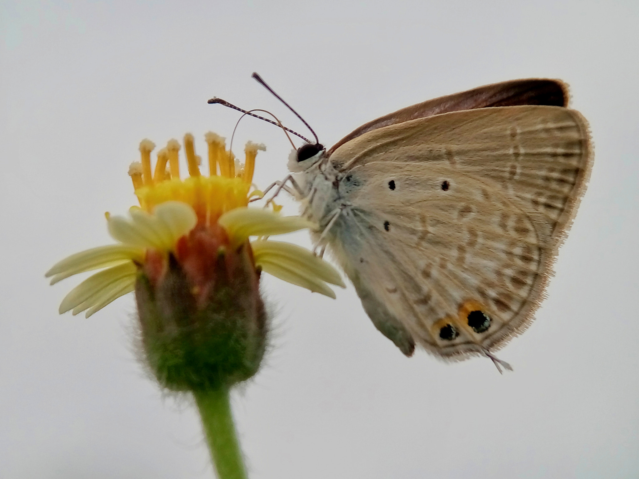 Meizu m2 sample photo. Flower and insect photography